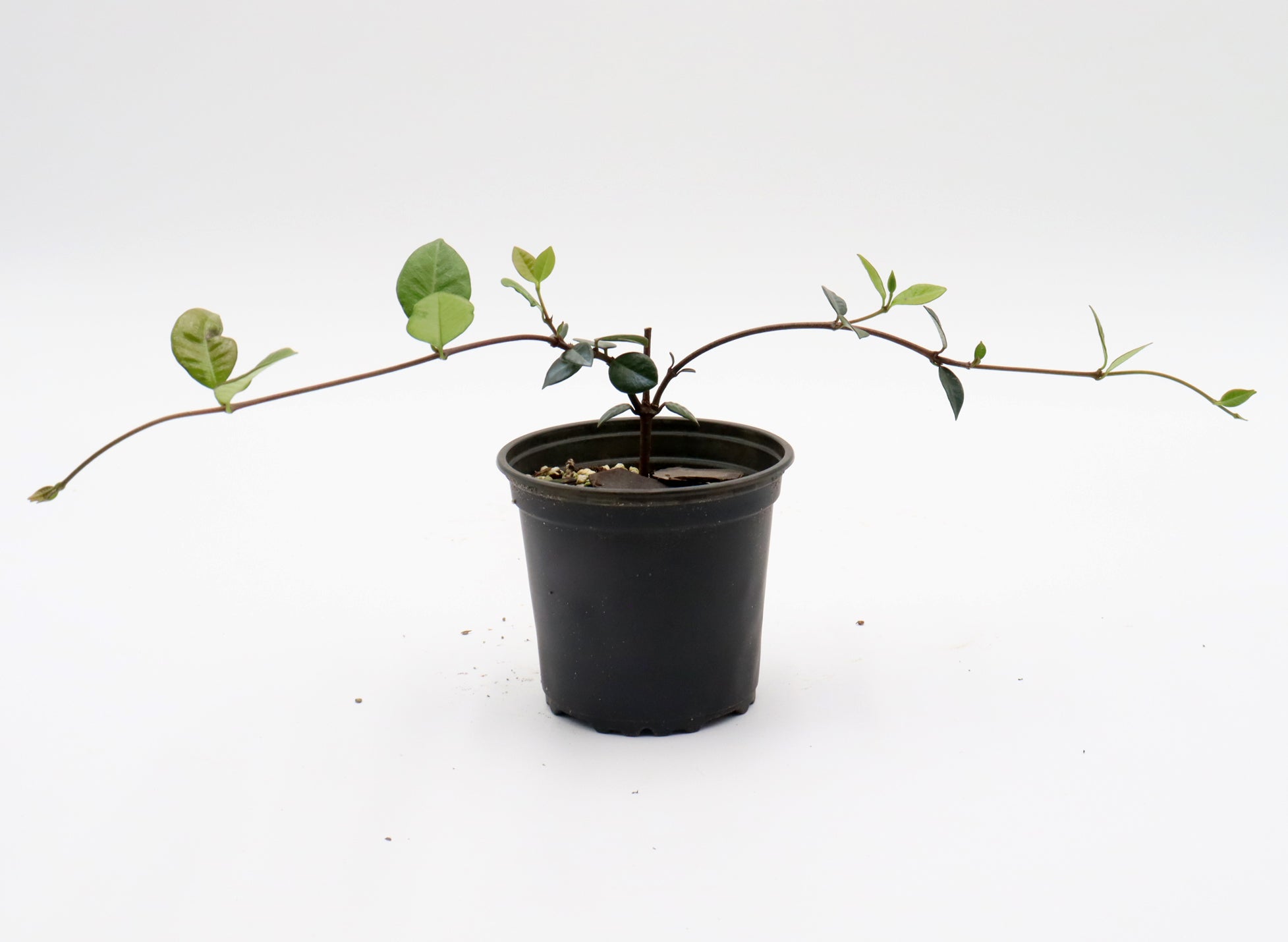 Assorted Asiatic Jasmine Minima 4 inch pots