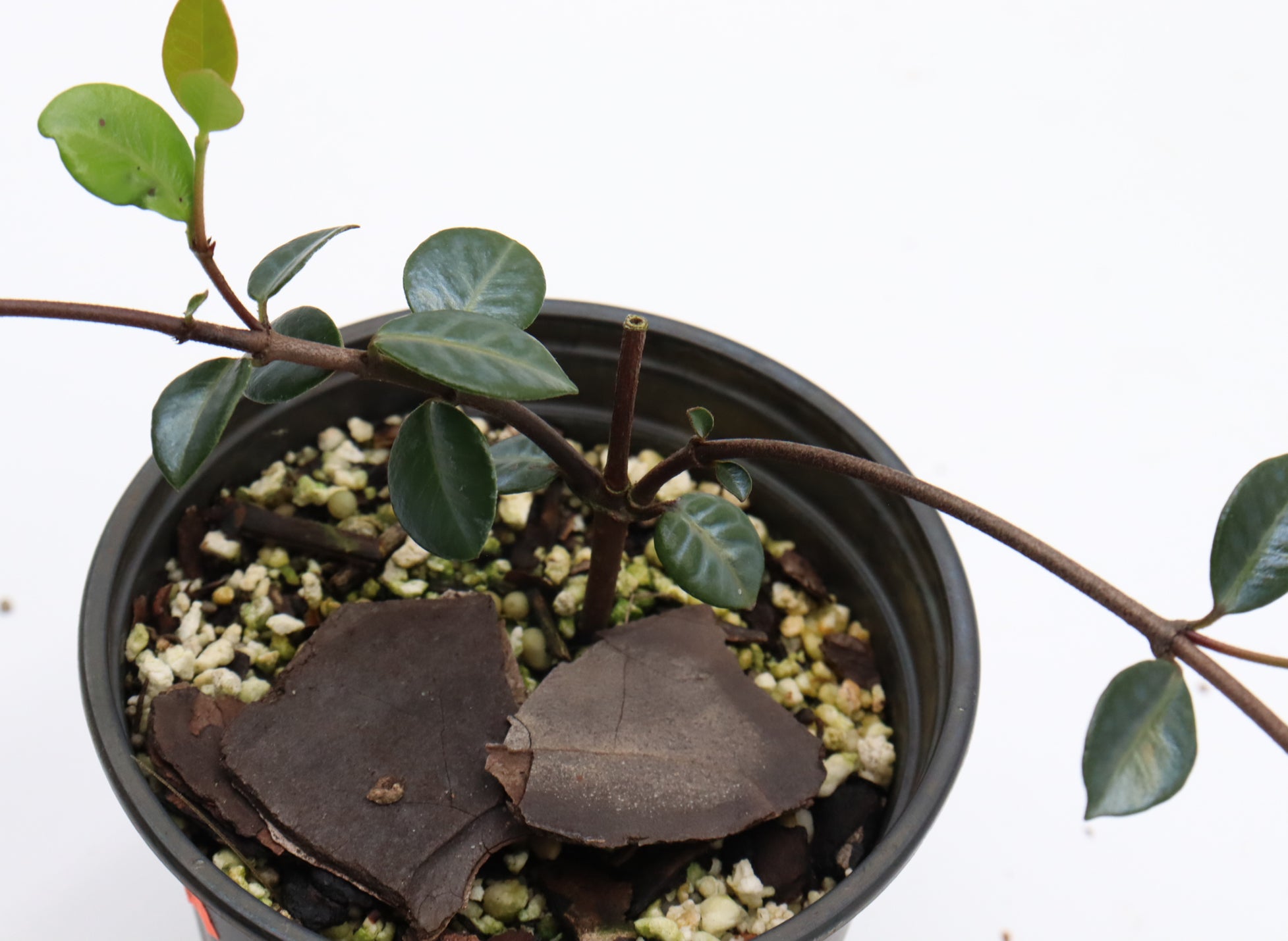 Assorted Asiatic Jasmine Minima 4 inch pots