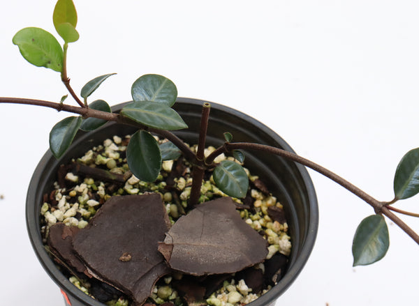 IMG_4961_grande.jpg?v=1712256908