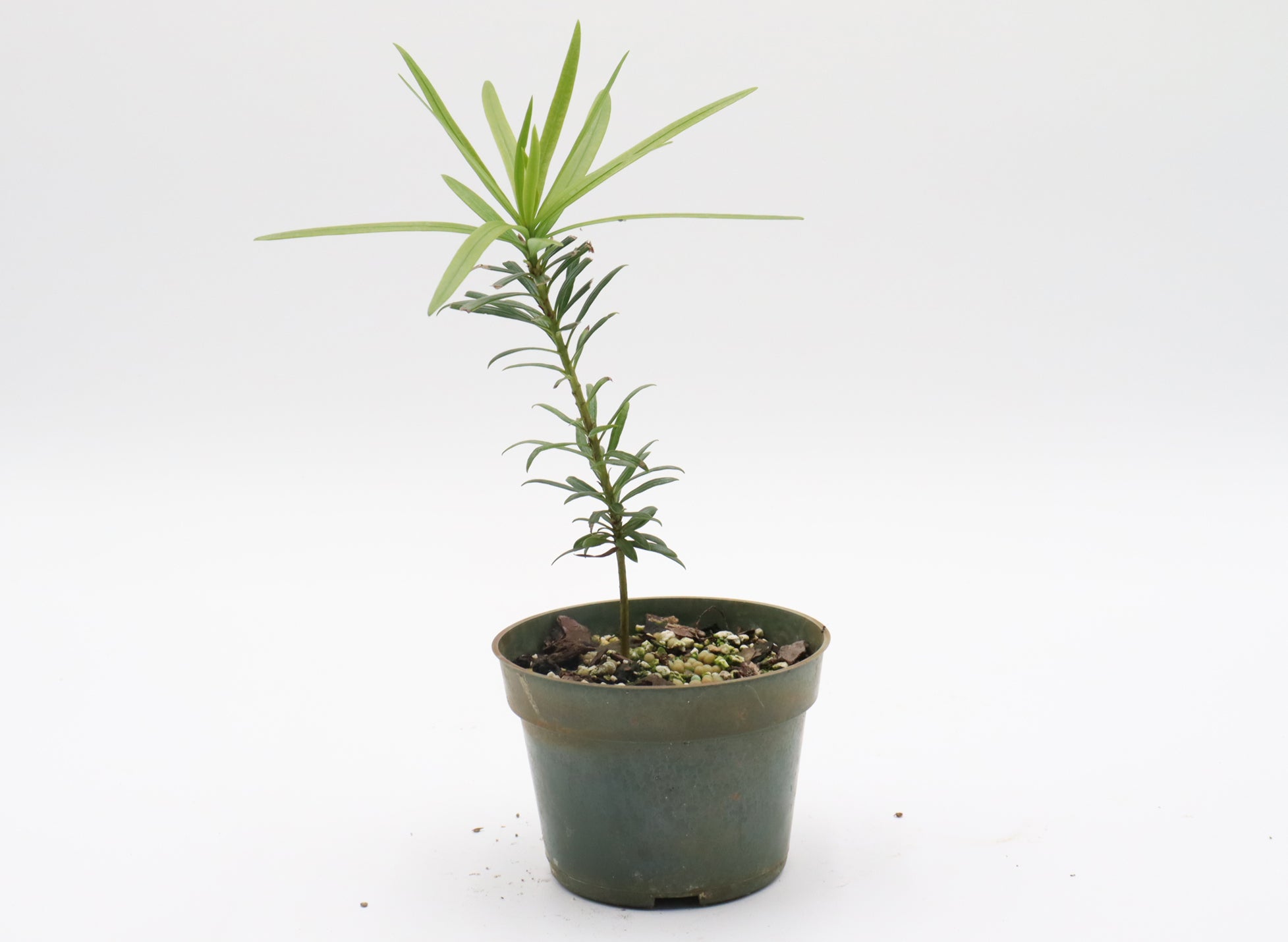 Assorted Dwarf Podocarpus Seedlings in Four Inch Pots