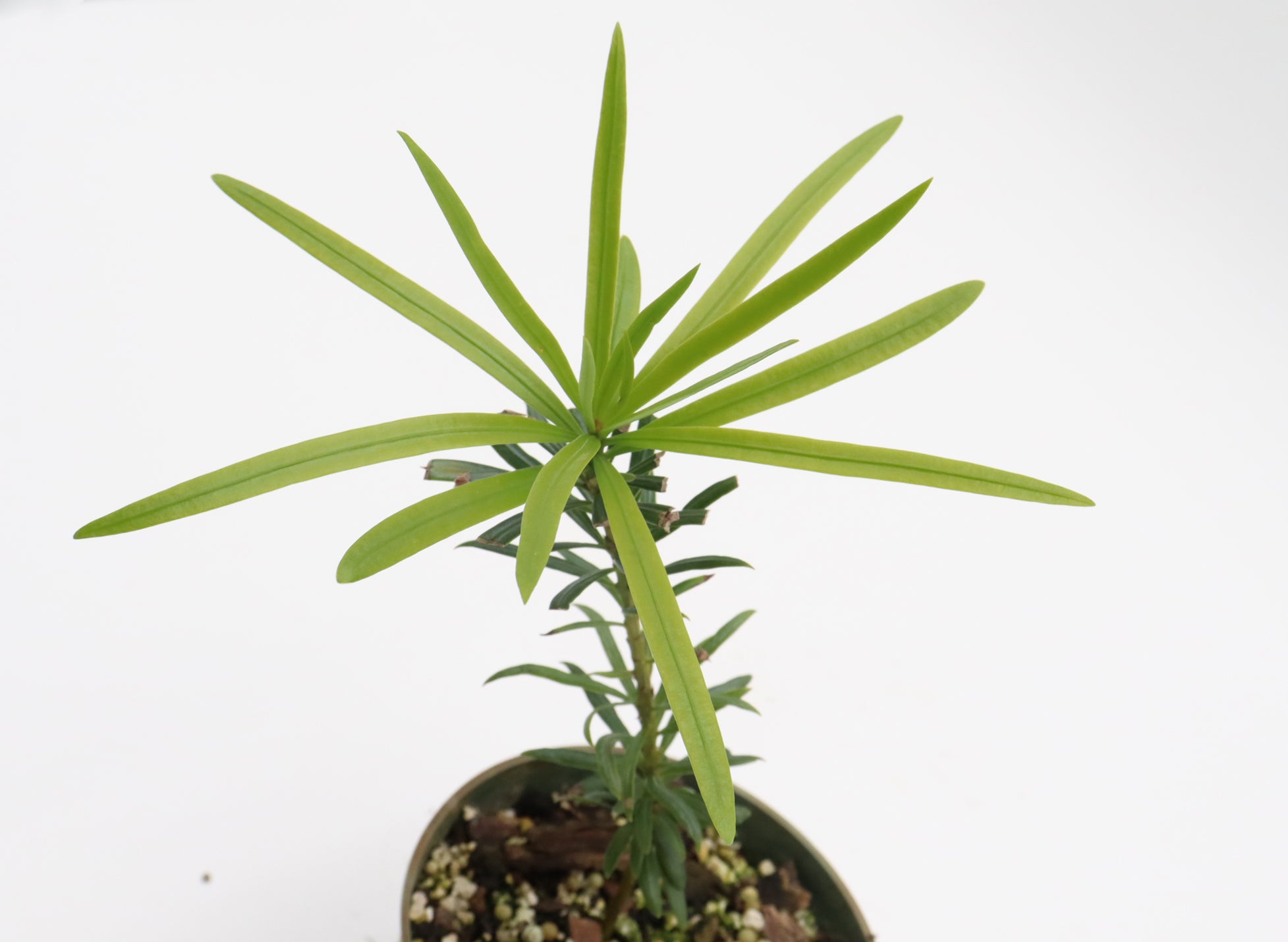 Assorted Dwarf Podocarpus Seedlings in Four Inch Pots