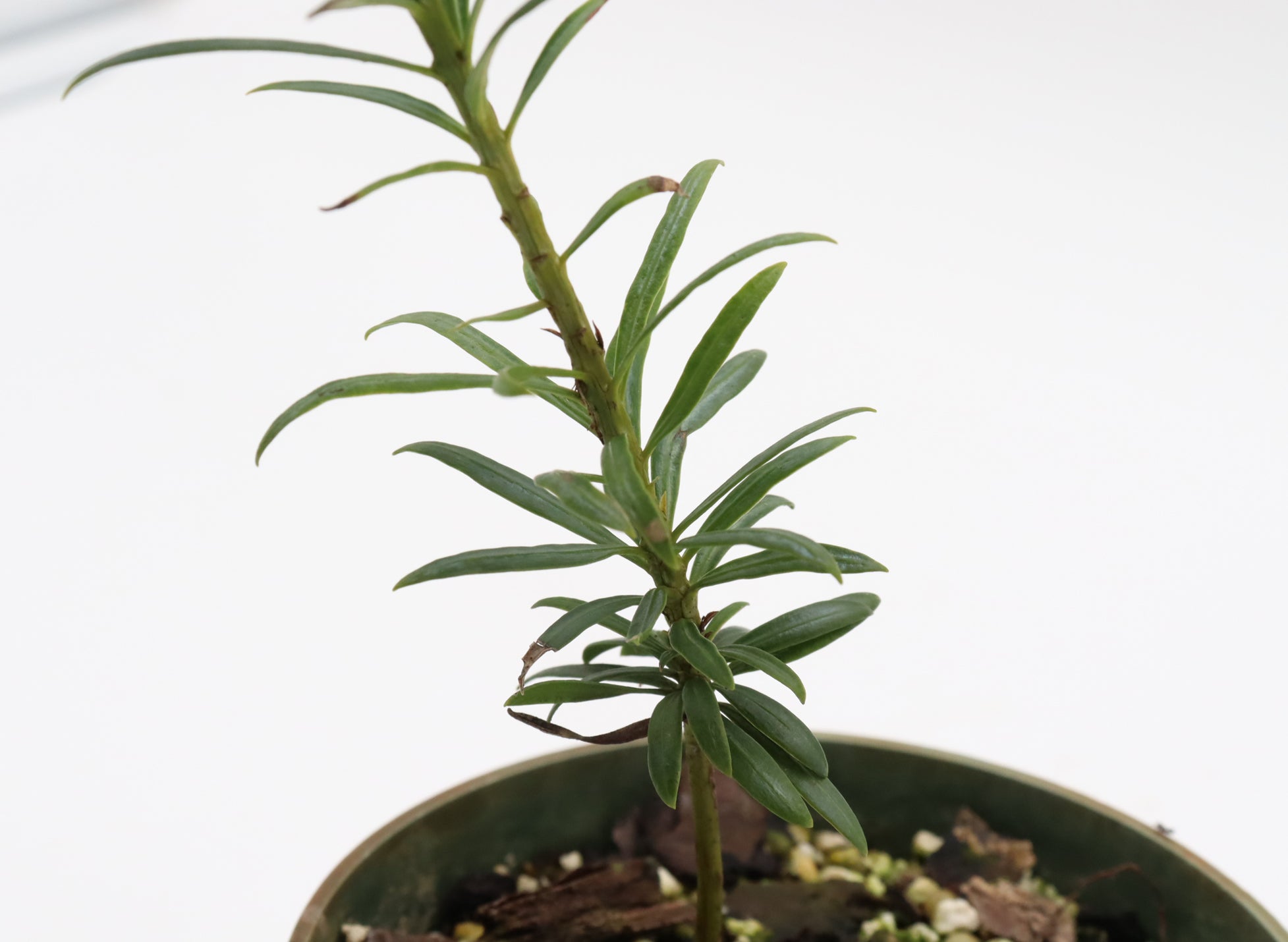 Assorted Dwarf Podocarpus Seedlings in Four Inch Pots