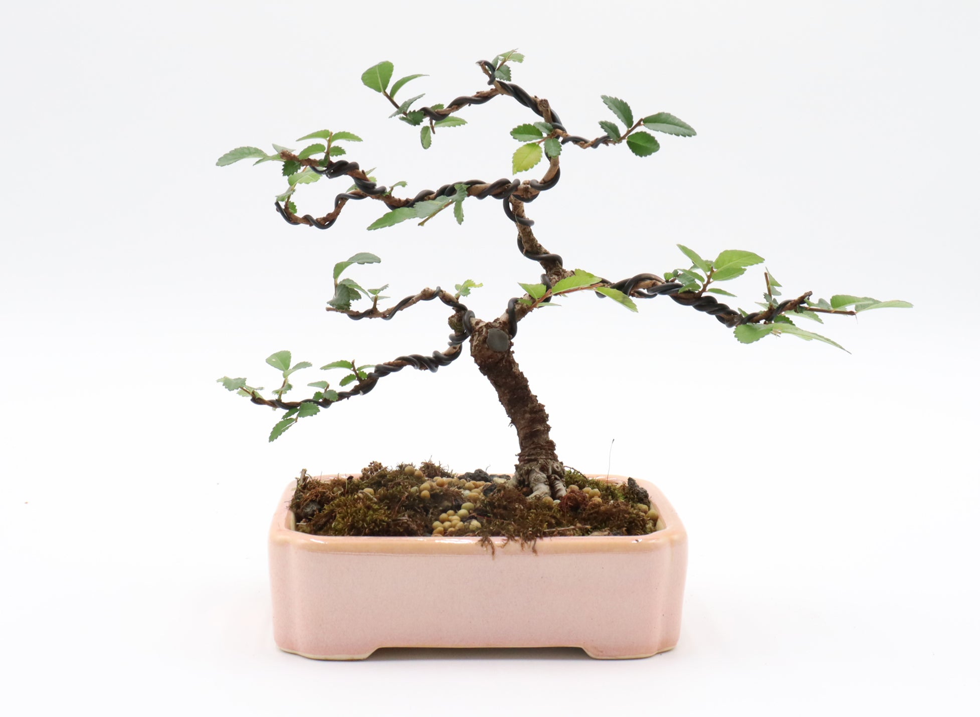 Chinese Elm Bonsai in a Yixing Container