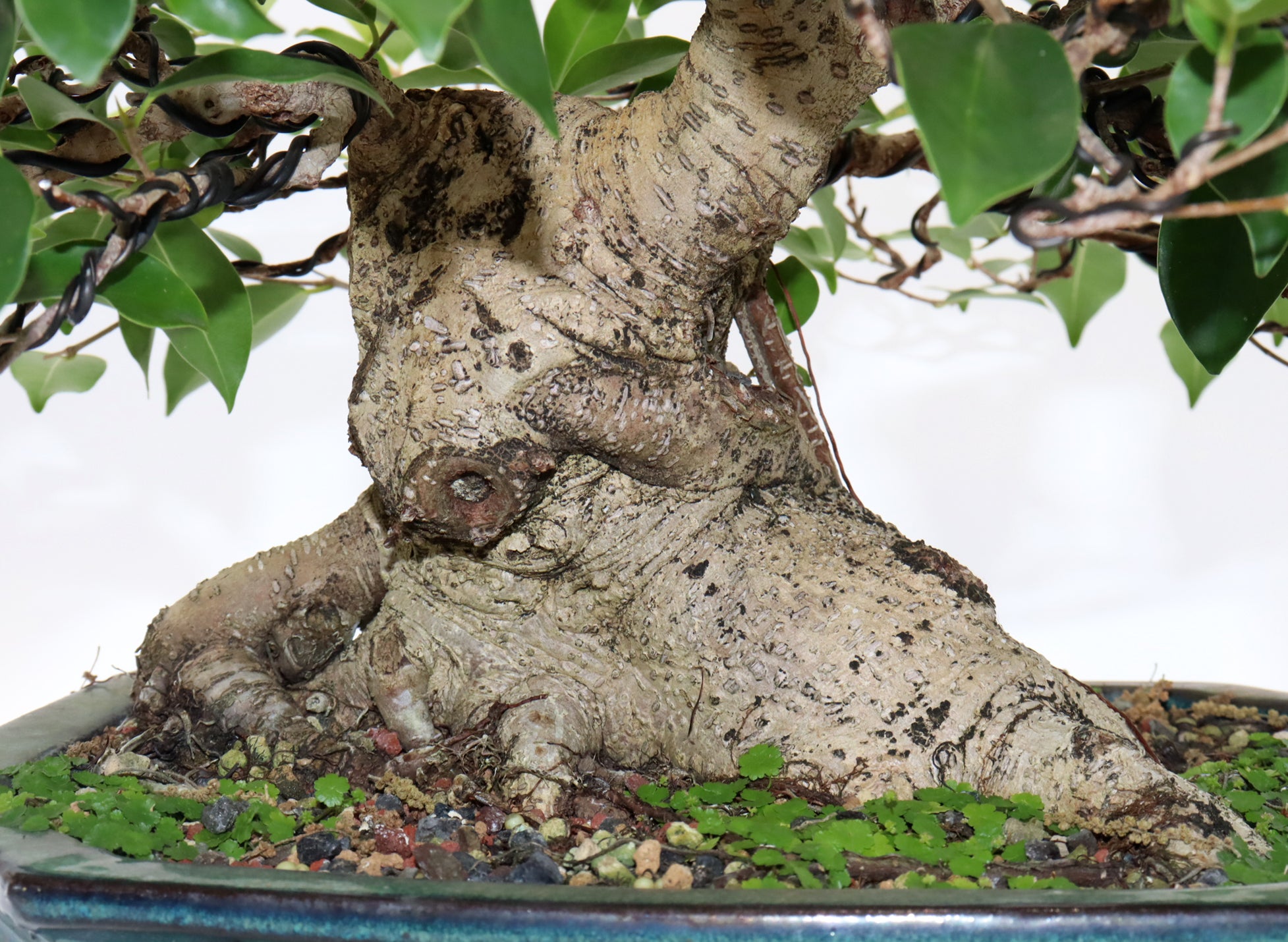 Ficus Microcarpa Bonsai