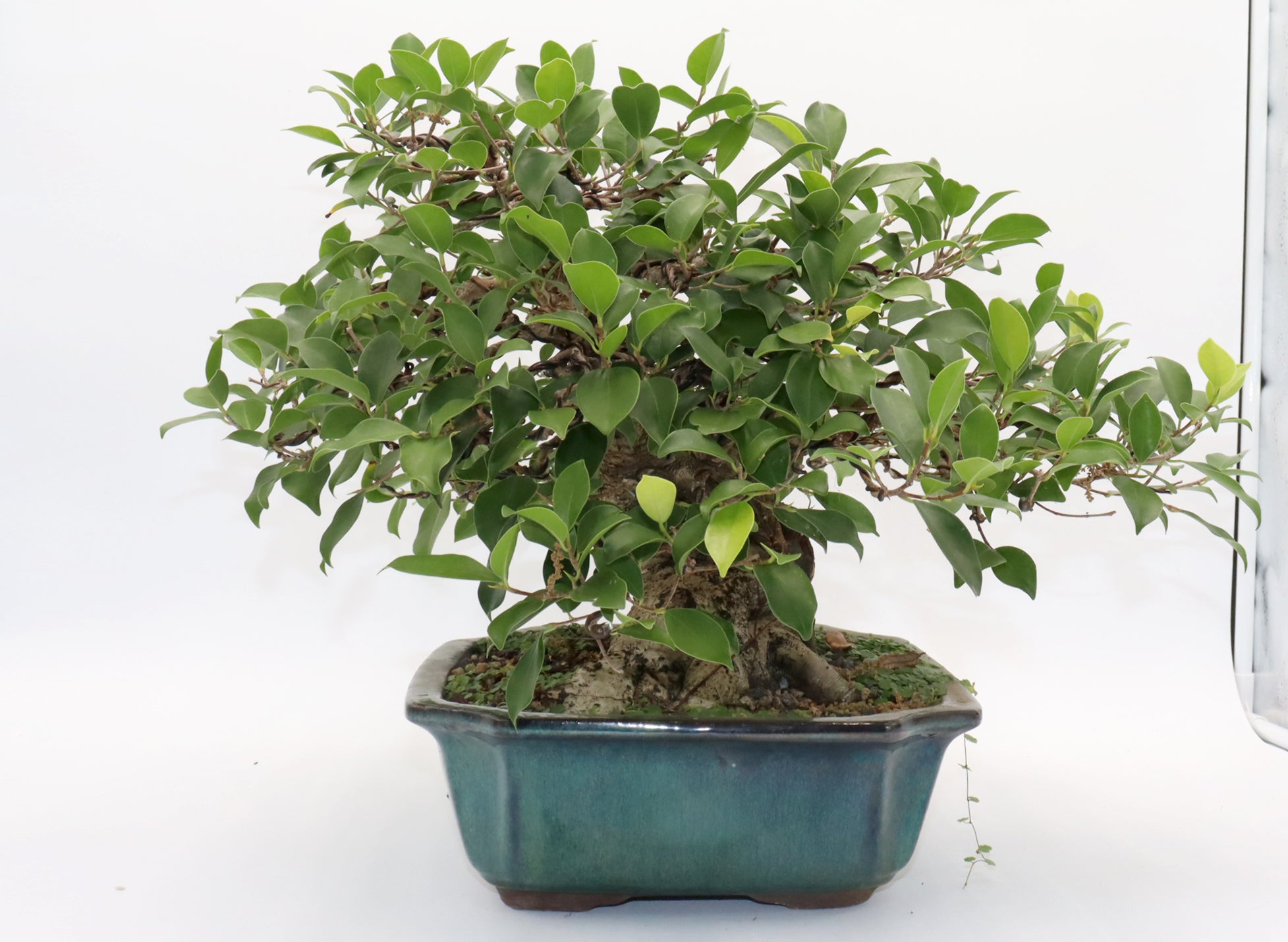 Ficus Microcarpa Bonsai