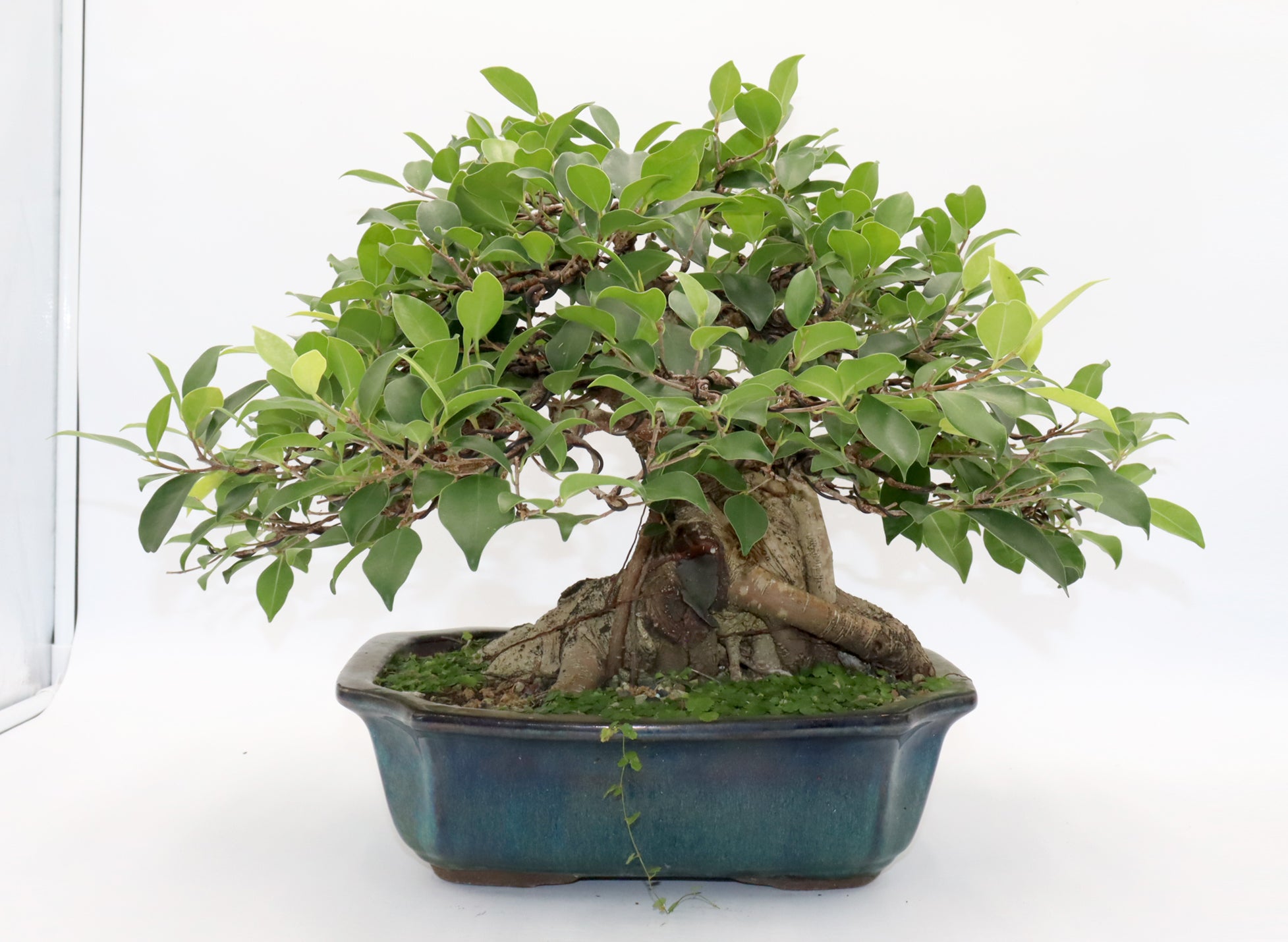 Ficus Microcarpa Bonsai