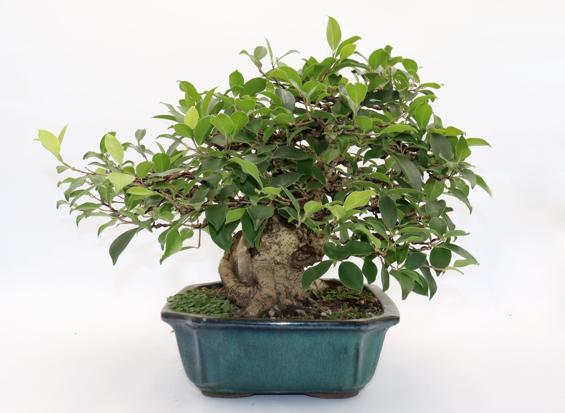 Ficus Microcarpa Bonsai