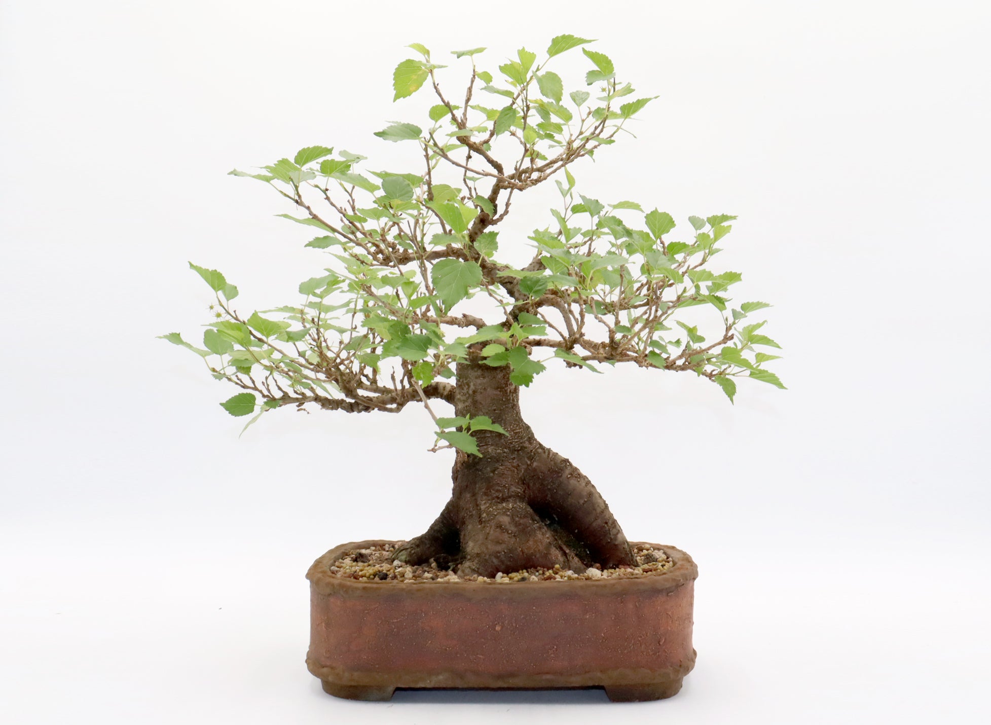 Dwarf Mulberry Bonsai in a Randy Hoshaw Pot