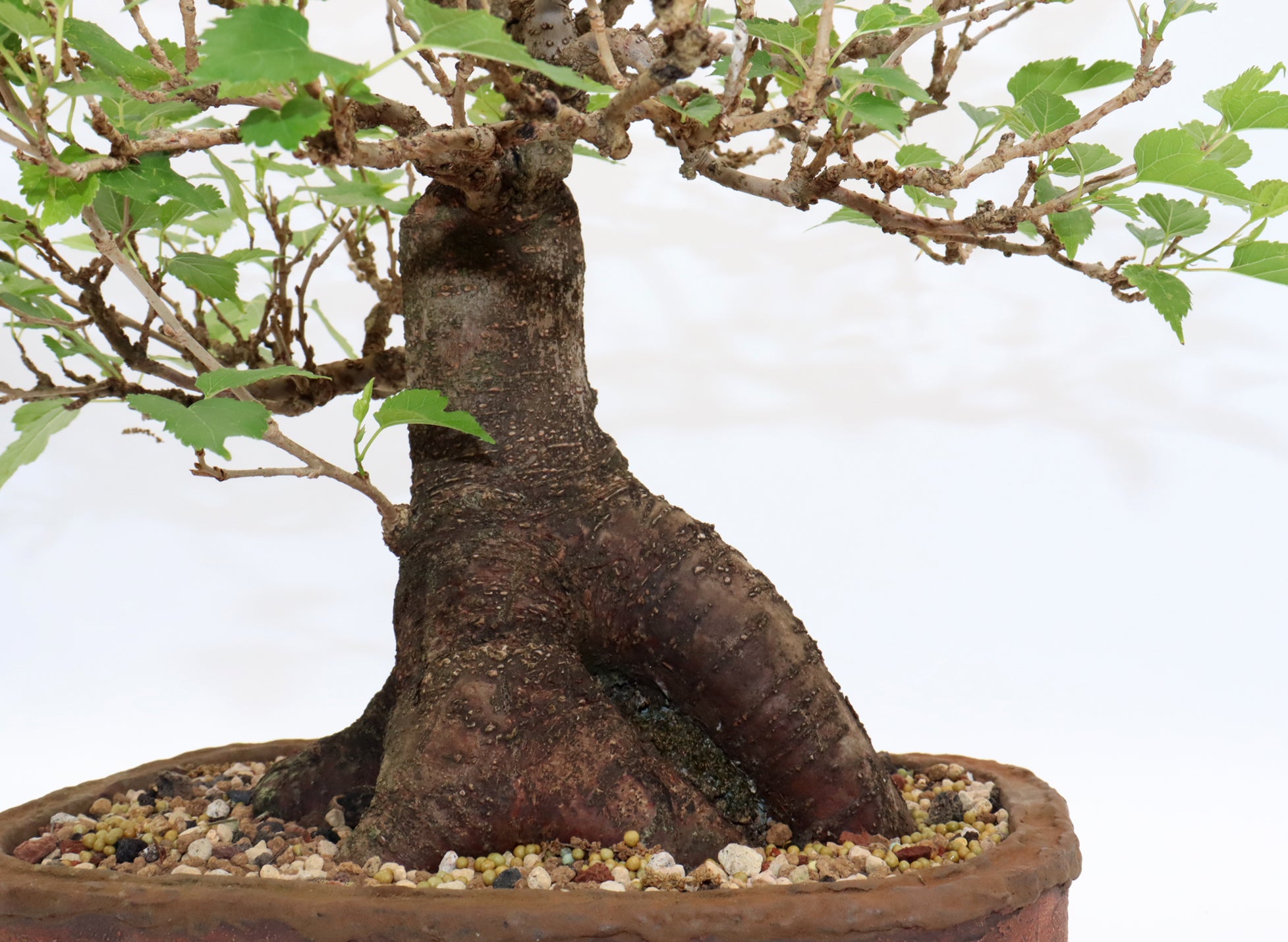 Dwarf Mulberry Bonsai in a Randy Hoshaw Pot