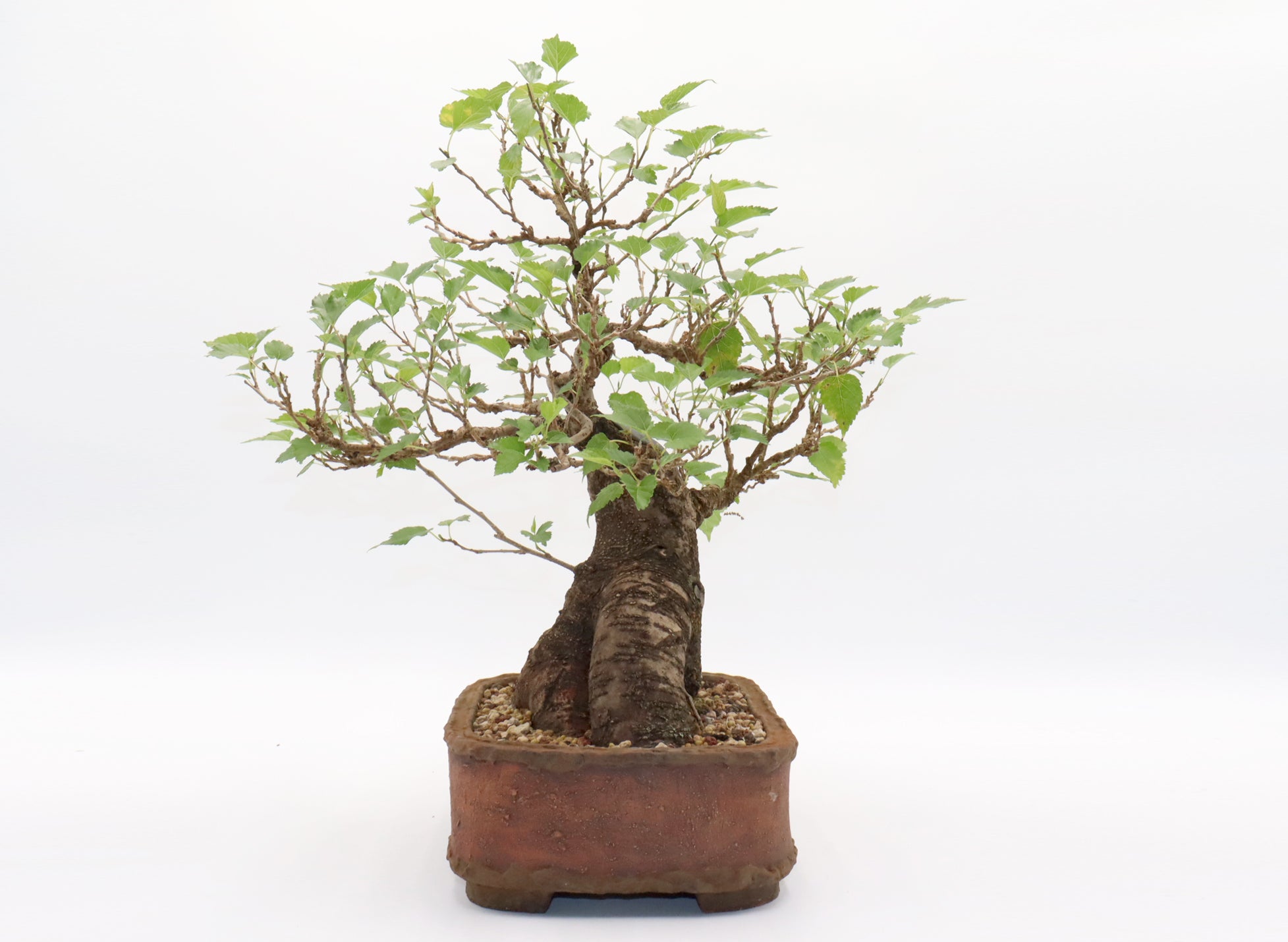 Dwarf Mulberry Bonsai in a Randy Hoshaw Pot