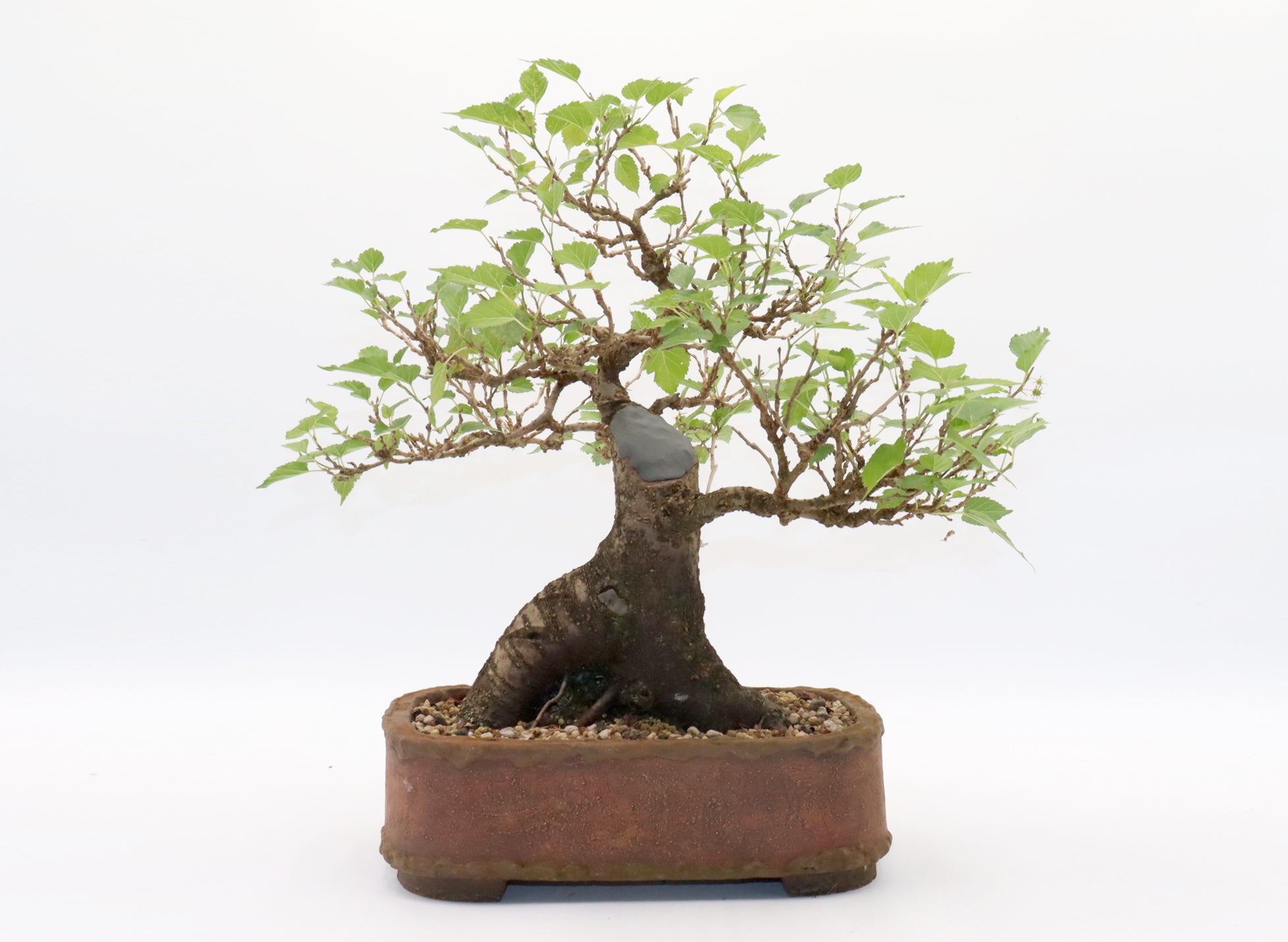 Dwarf Mulberry Bonsai in a Randy Hoshaw Pot