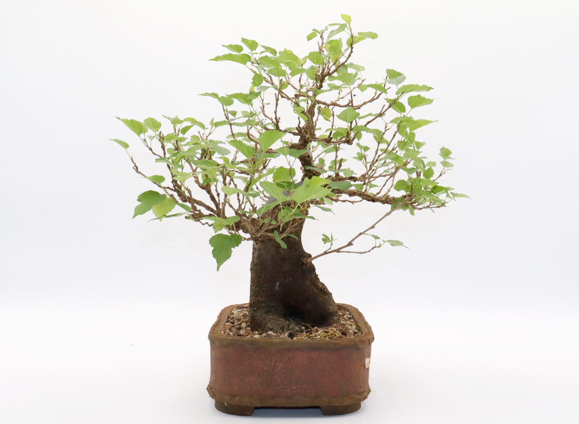 Dwarf Mulberry Bonsai in a Randy Hoshaw Pot
