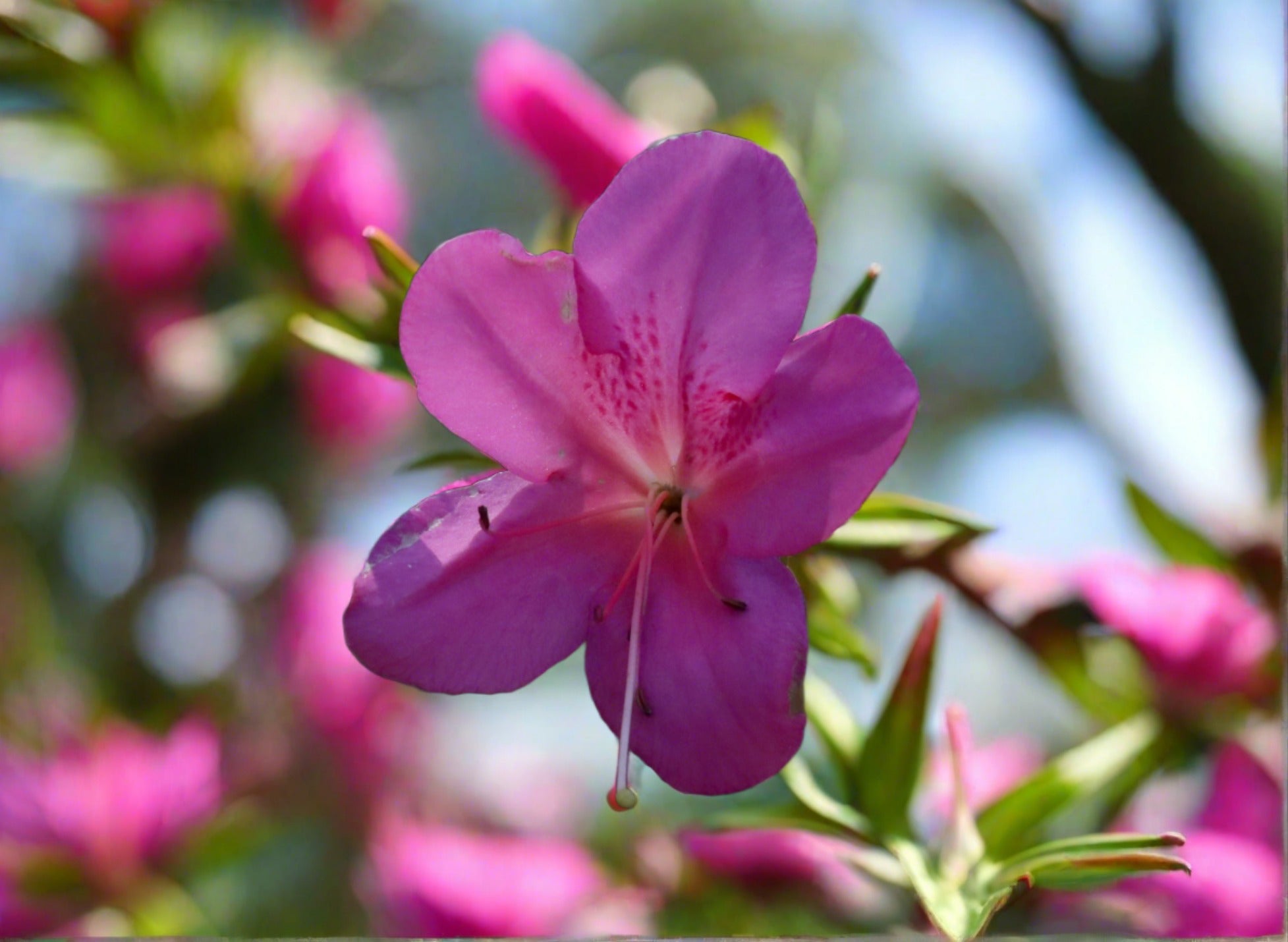Fruiting Flowering Starter Group
