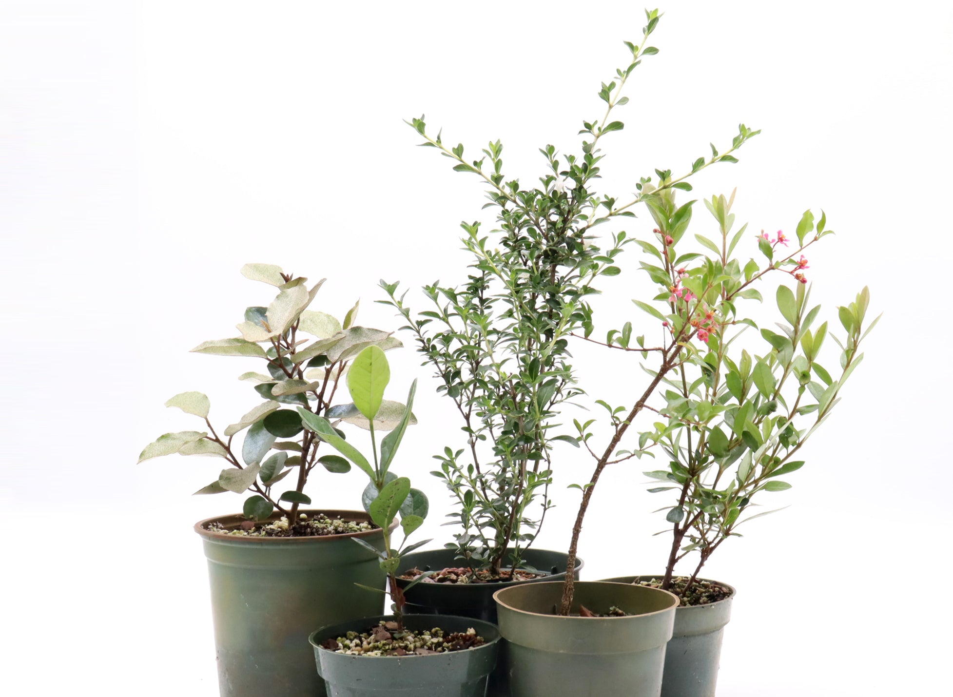 Fruiting Flowering Starter Group