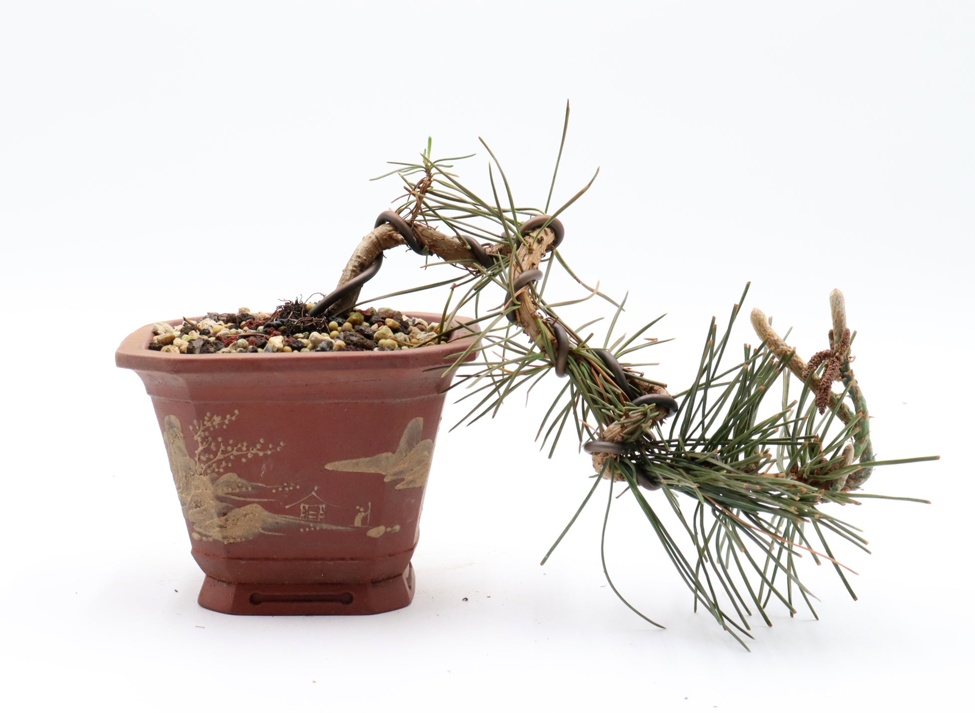 Wired Japanese Black Pine in a Yixing Pot