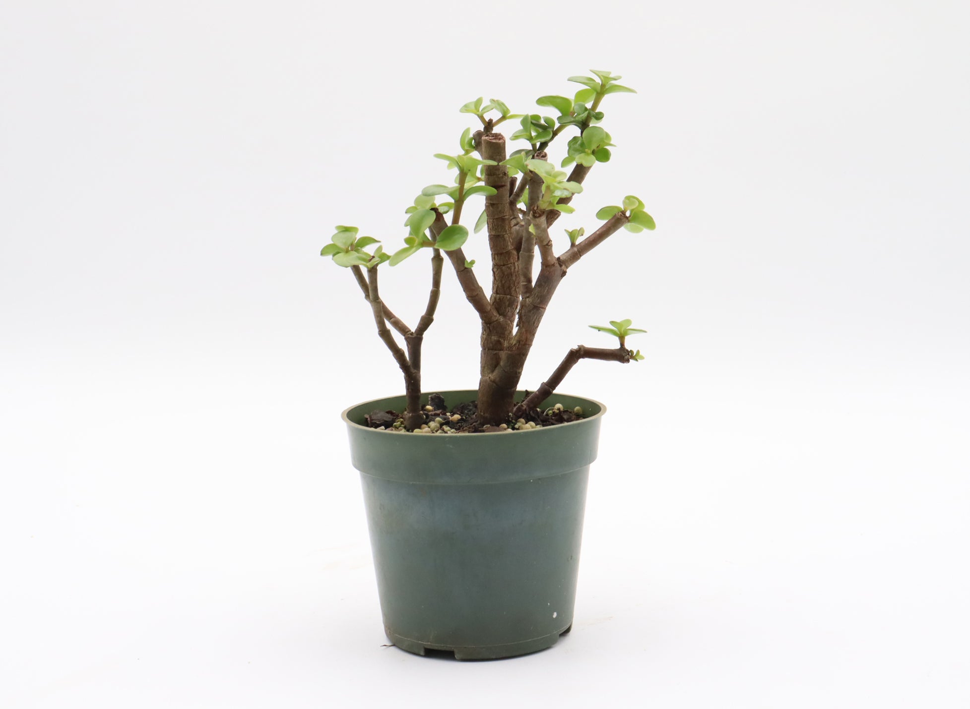 Assorted Mini Jade (Portulacaria afra) Cuttings in 4* Inch Plastic Pots