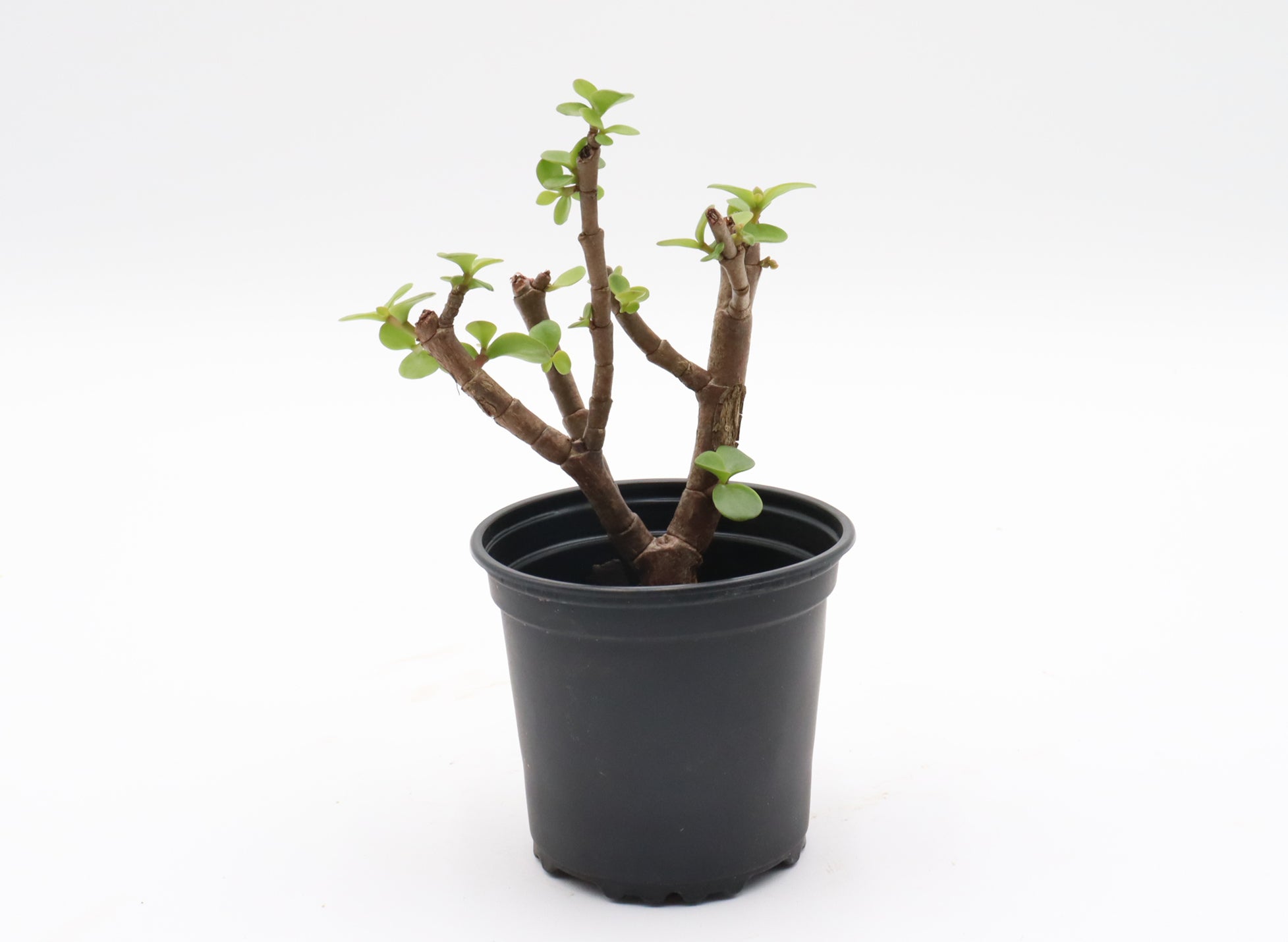 Assorted Mini Jade (Portulacaria afra) Cuttings in 4* Inch Plastic Pots