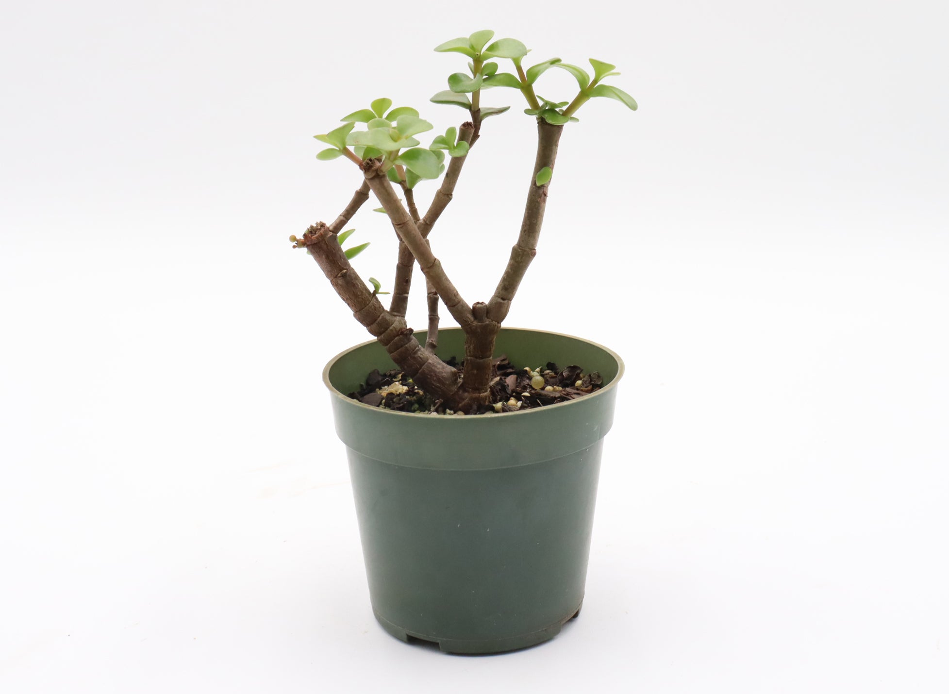 Assorted Mini Jade (Portulacaria afra) Cuttings in 4* Inch Plastic Pots