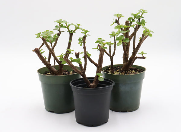 IMG_5503_grande.jpg?v=1713462092