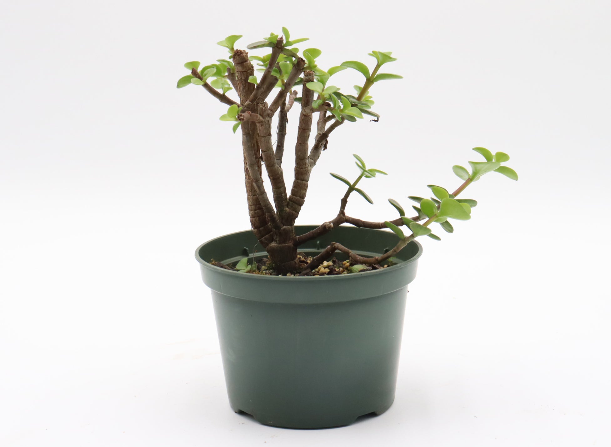 Assorted Mini Jade (Portulacaria afra) Cuttings in 5 Inch Plastic Pots