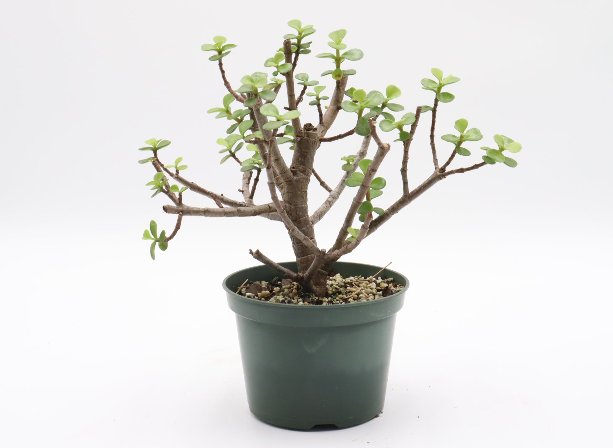 Assorted Mini Jade (Portulacaria afra) Cuttings in 5 Inch Plastic Pots