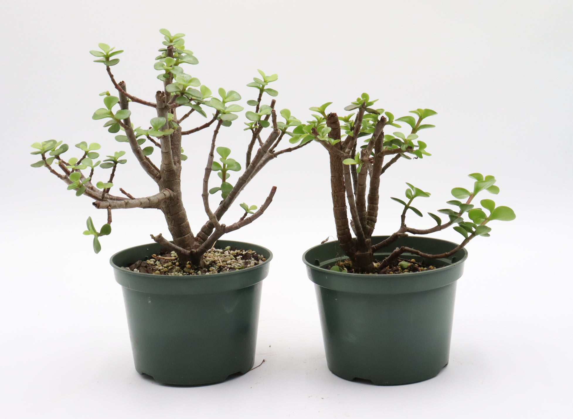 Bonsai Stock