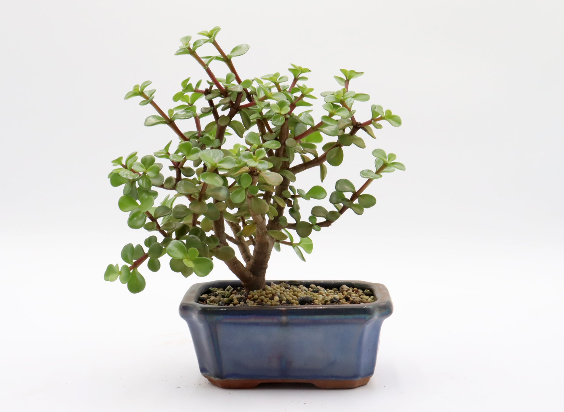 Assorted Mini Jades in Six to Seven Inch Glazed Bonsai Pots