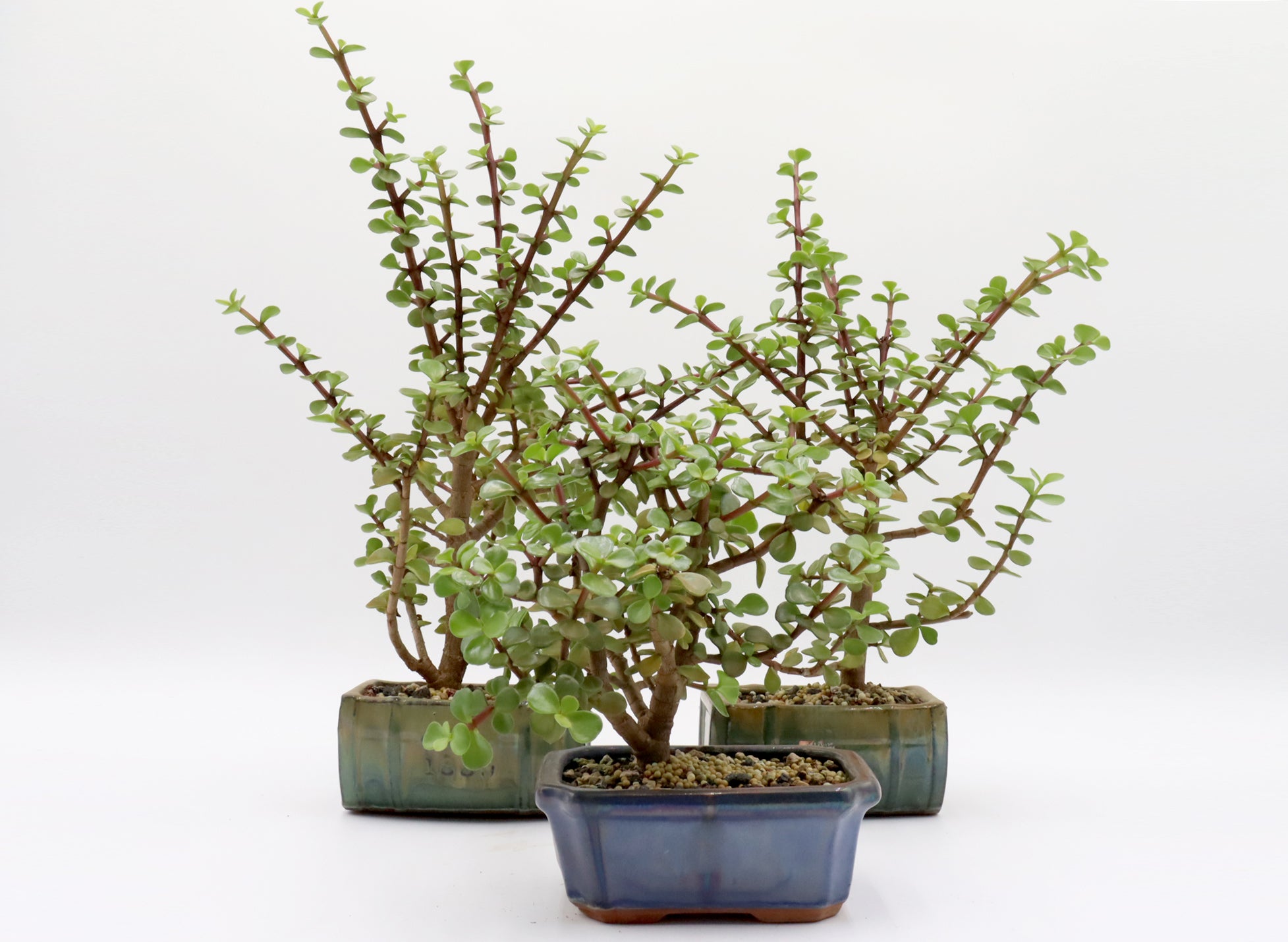 Assorted Mini Jades in Six to Seven Inch Glazed Bonsai Pots