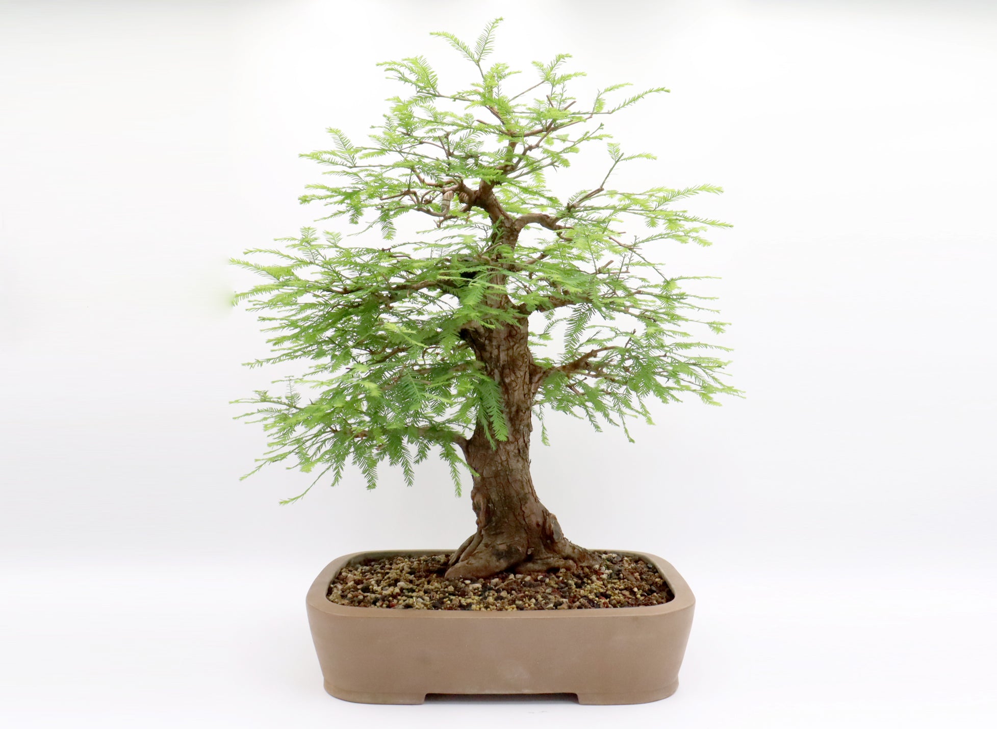 Large Bald Cypress Bonsai in a Fourteen and a Half Inch Pot