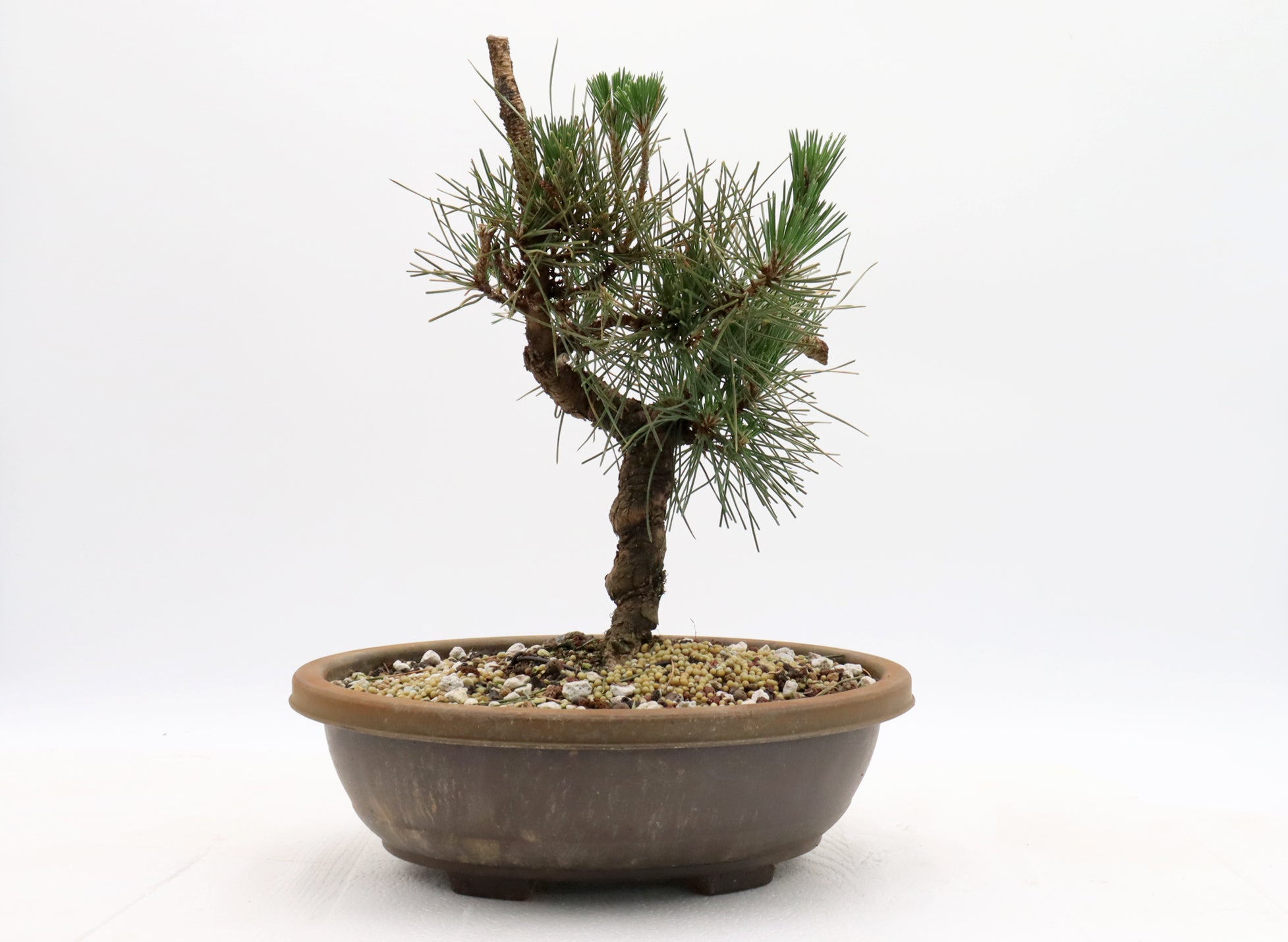 Japanese Black Pine Pre-Bonsai in a 12 Inch Plastic Trainer