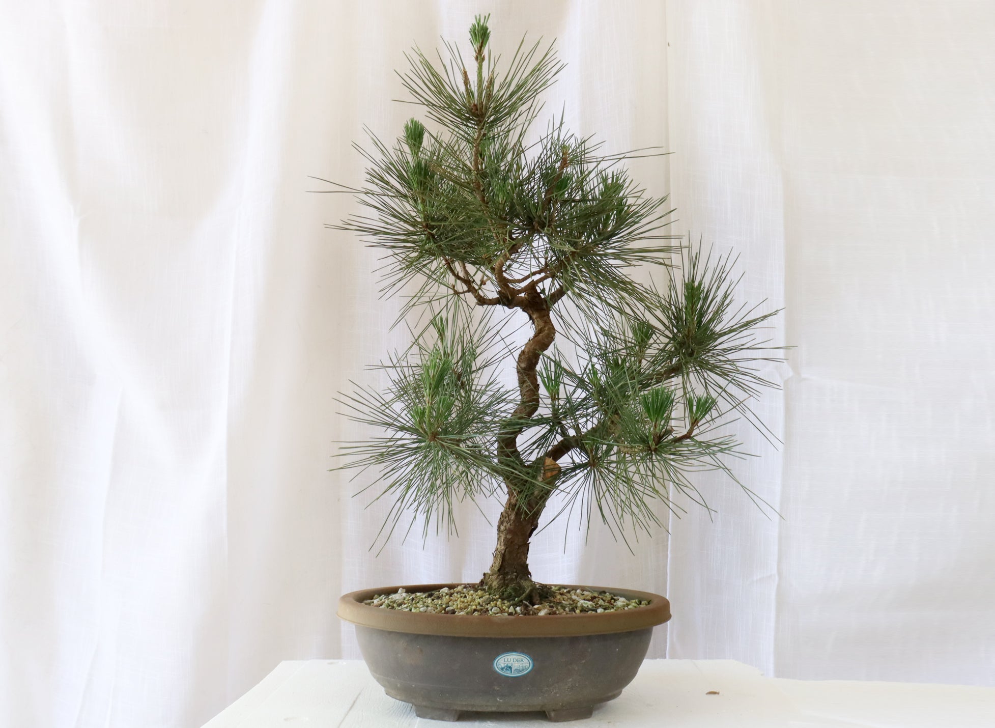 Japanese Black Pine Pre-Bonsai in a 14 Inch Plastic Trainer