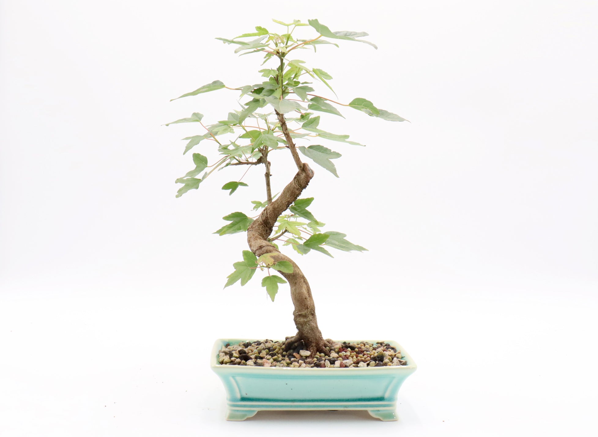 Trident Maple Bonsai in a Yixing Container