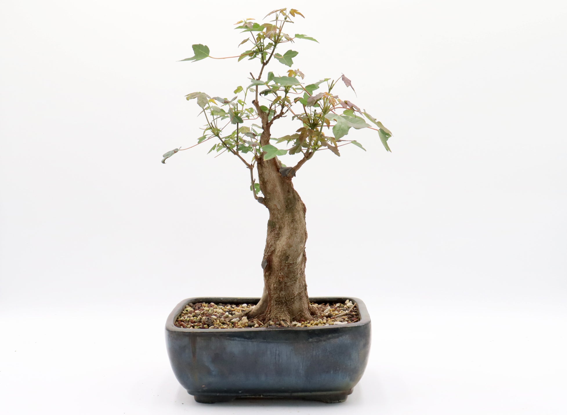 Trident Maple Bonsai in a Chinese Container