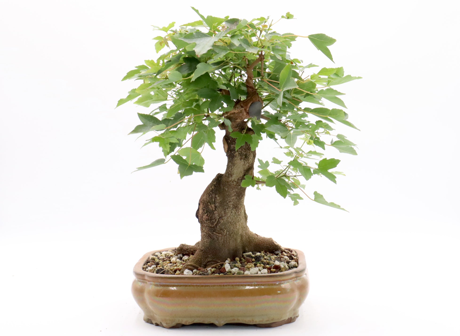 Trident Maple Bonsai in a Chinese Container