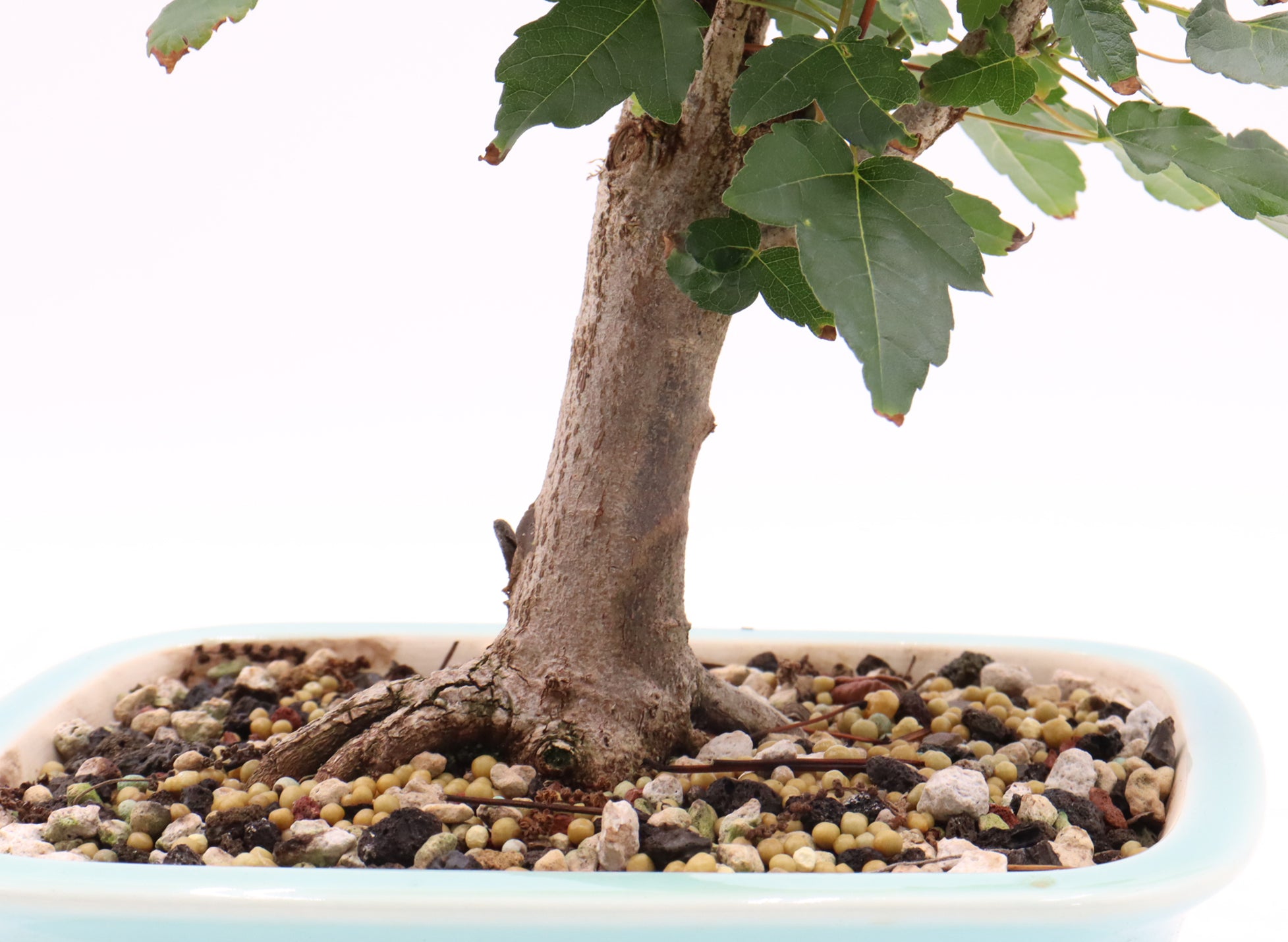 Trident Maple in a Quality Yixing Container