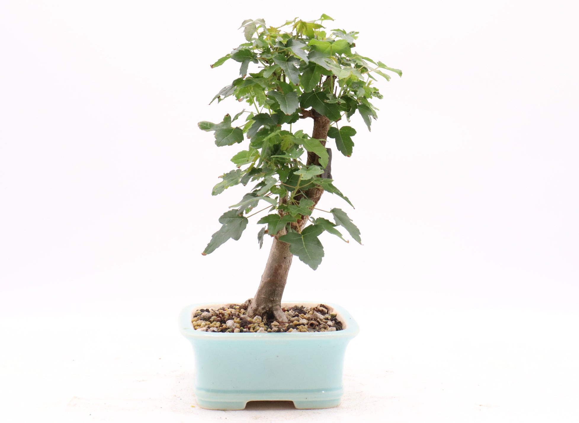 Trident Maple in a Quality Yixing Container