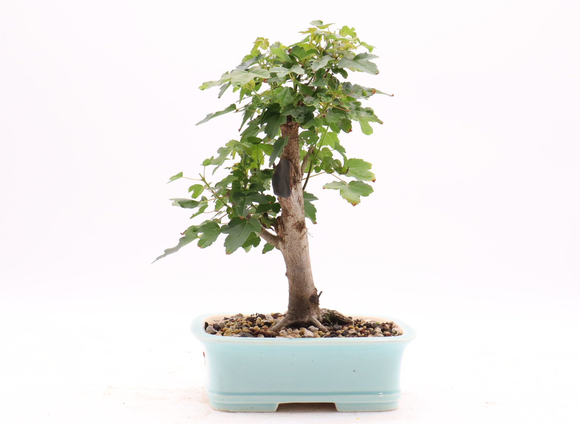 Trident Maple in a Quality Yixing Container