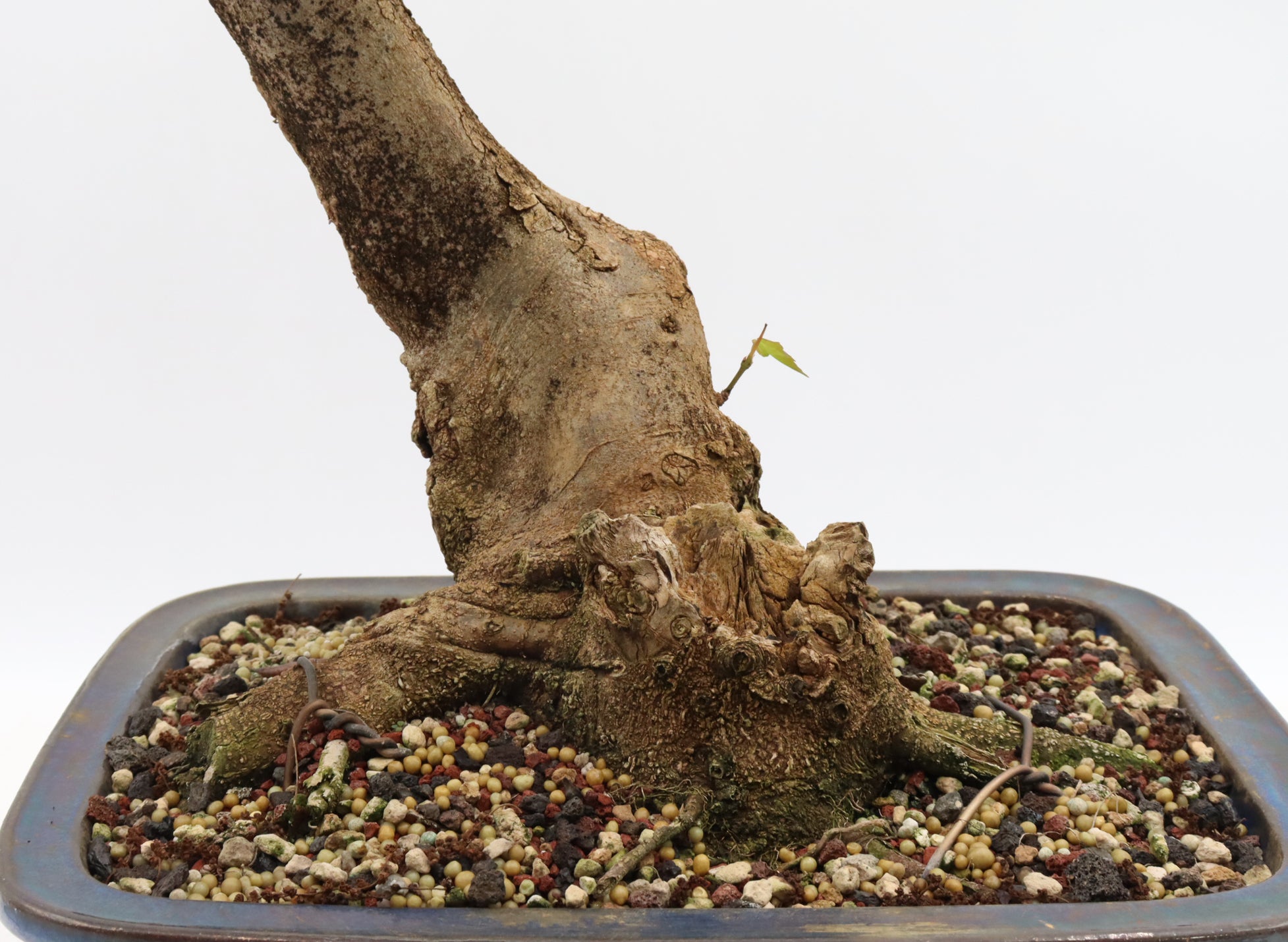 Trident Maple in a Blue Glazed Container