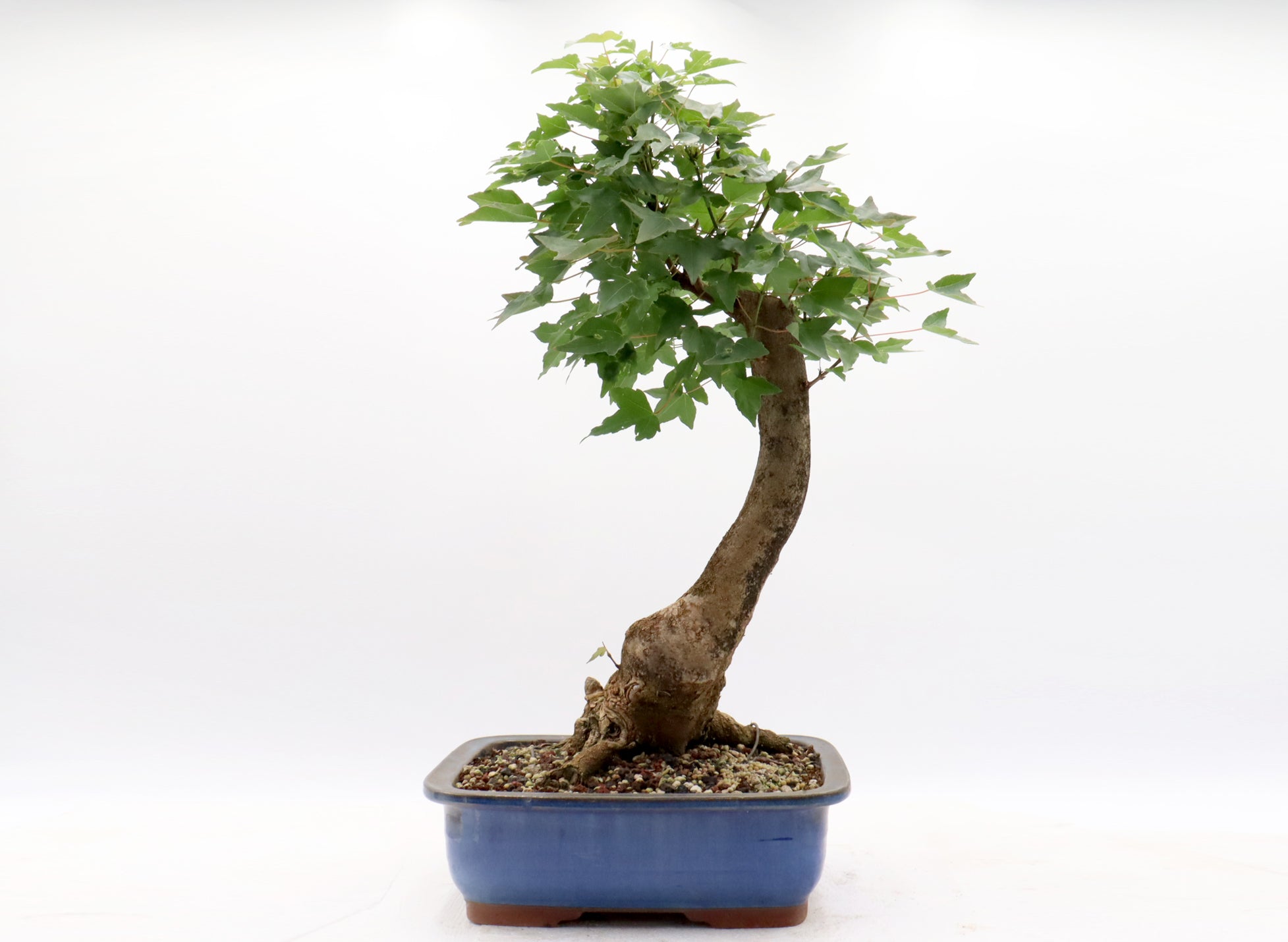 Trident Maple in a Blue Glazed Container