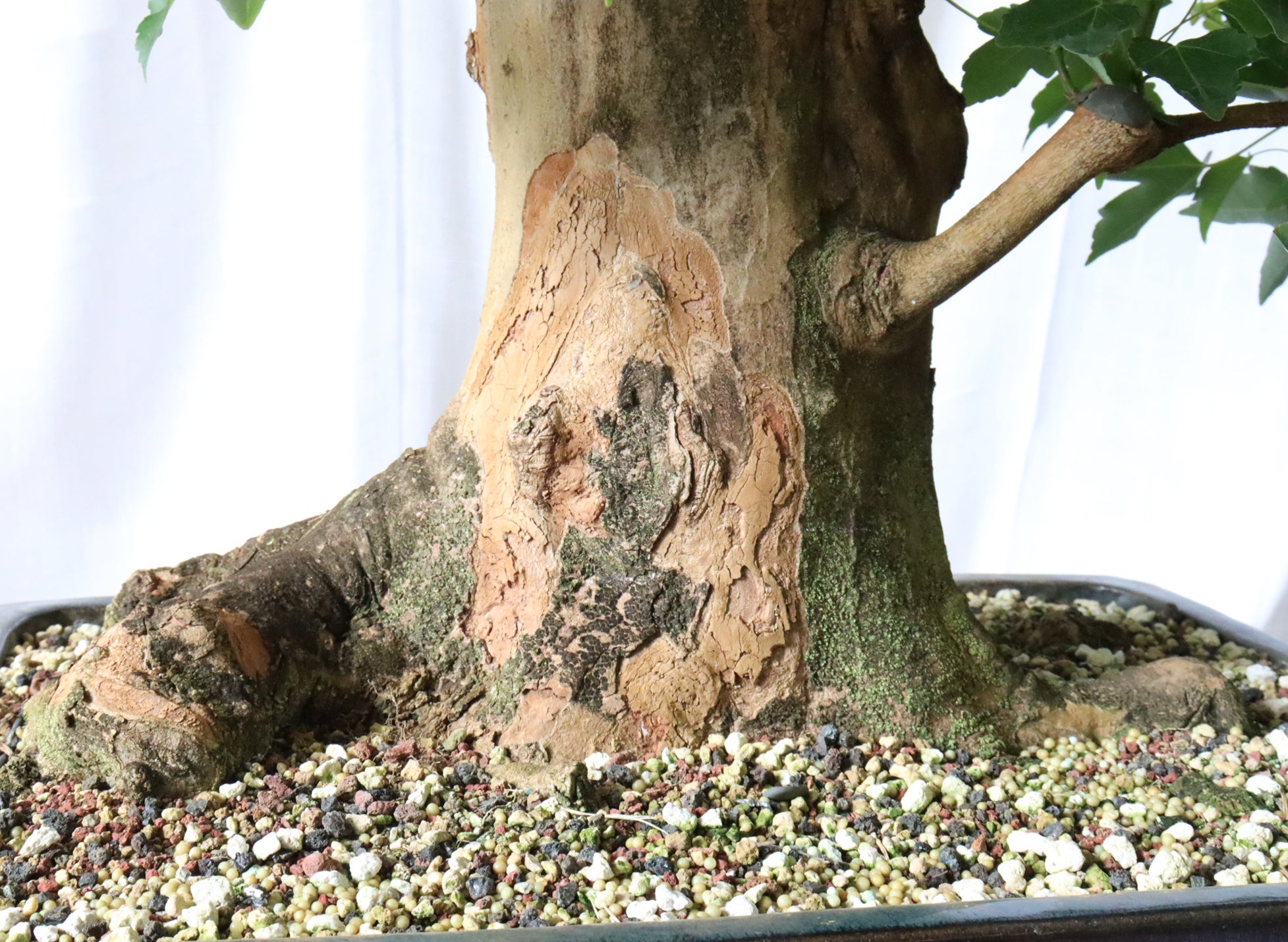 Trident Maple Specimen in a Glazed Blue Container