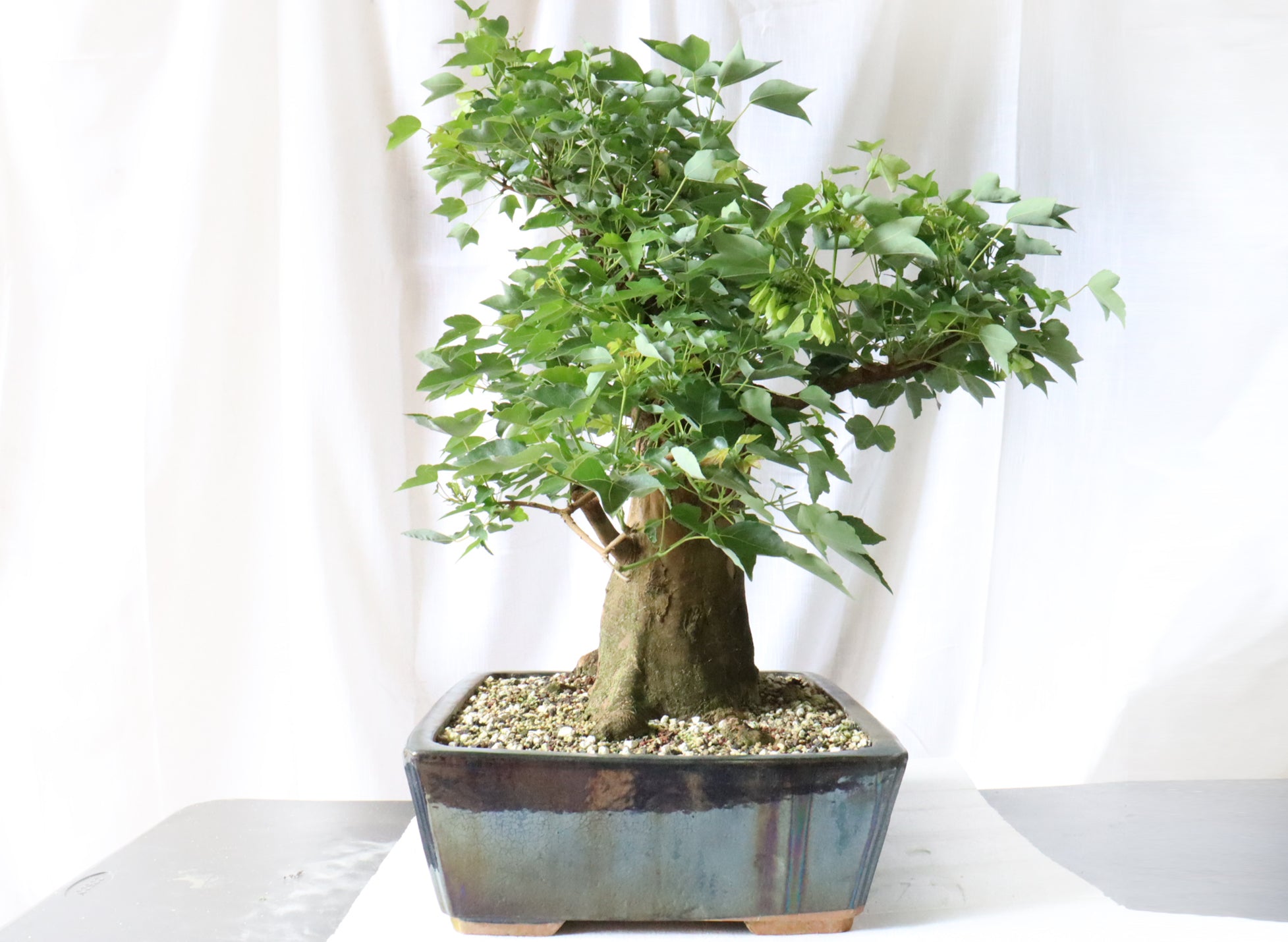 Trident Maple Specimen in a Glazed Blue Container