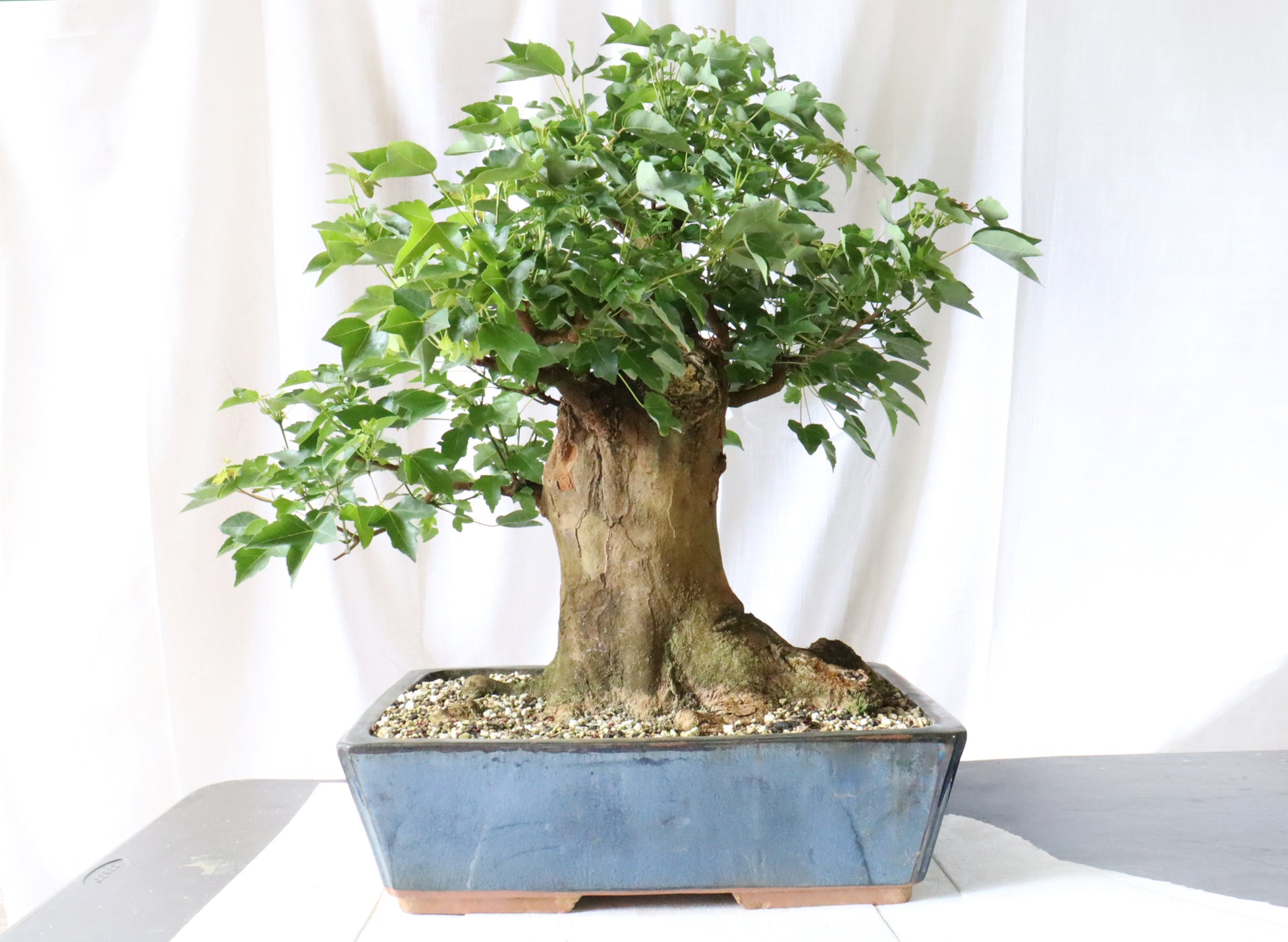 Trident Maple Specimen in a Glazed Blue Container
