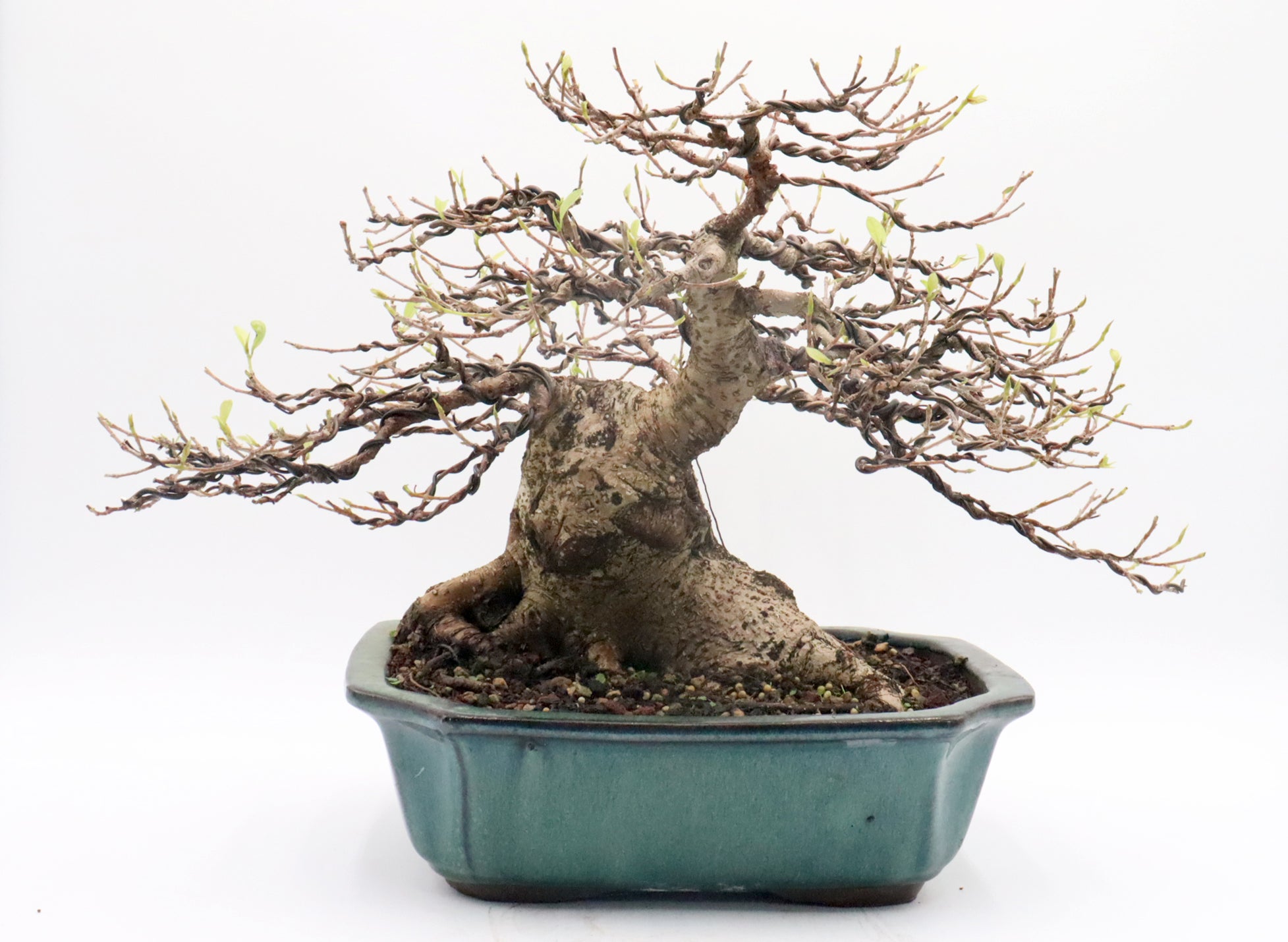 Ficus Microcarpa Bonsai