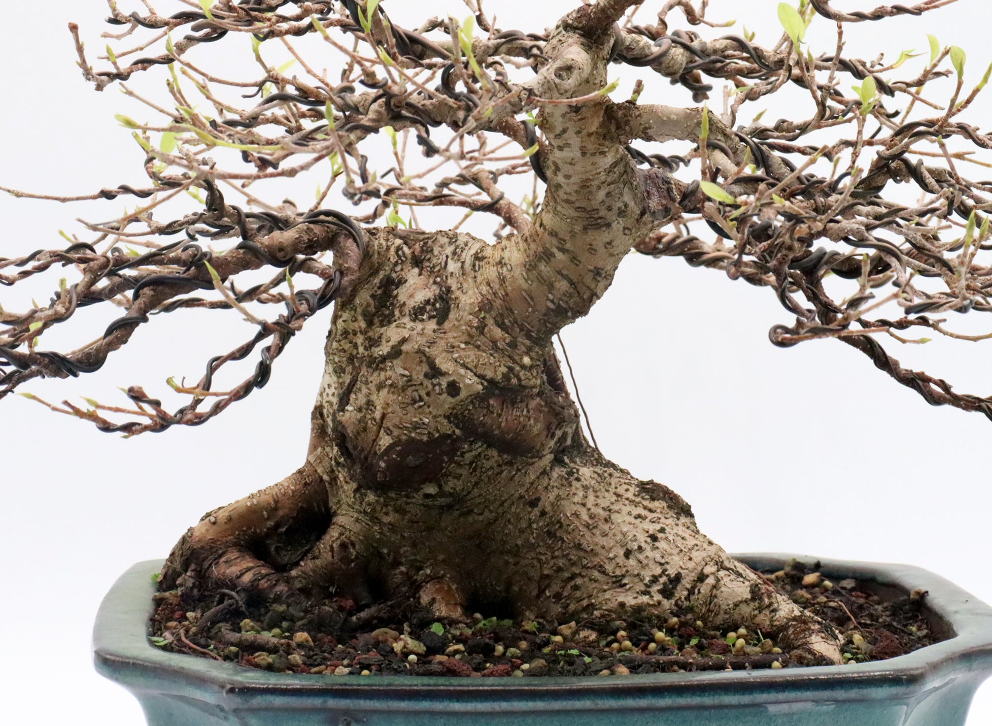 Ficus Microcarpa Bonsai