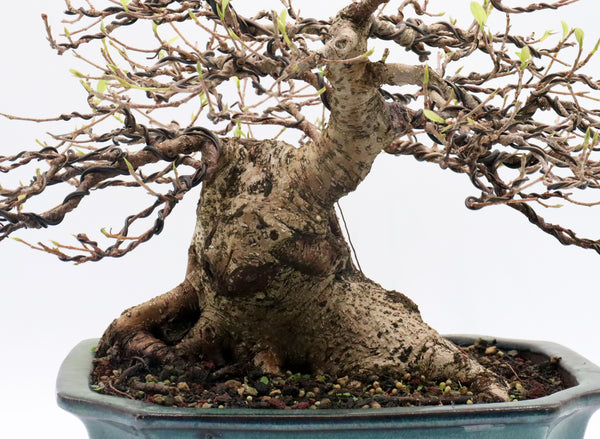 ficus bonsai price Ficus Microcarpa Bonsai