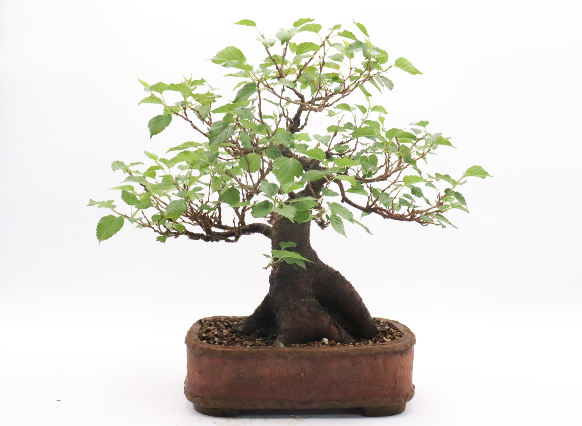 Dwarf Mulberry Bonsai in a Randy Hoshaw Pot