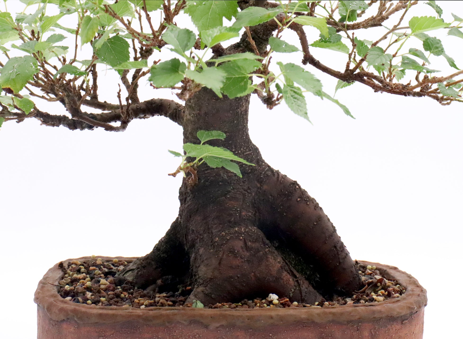 Dwarf Mulberry Bonsai in a Randy Hoshaw Pot