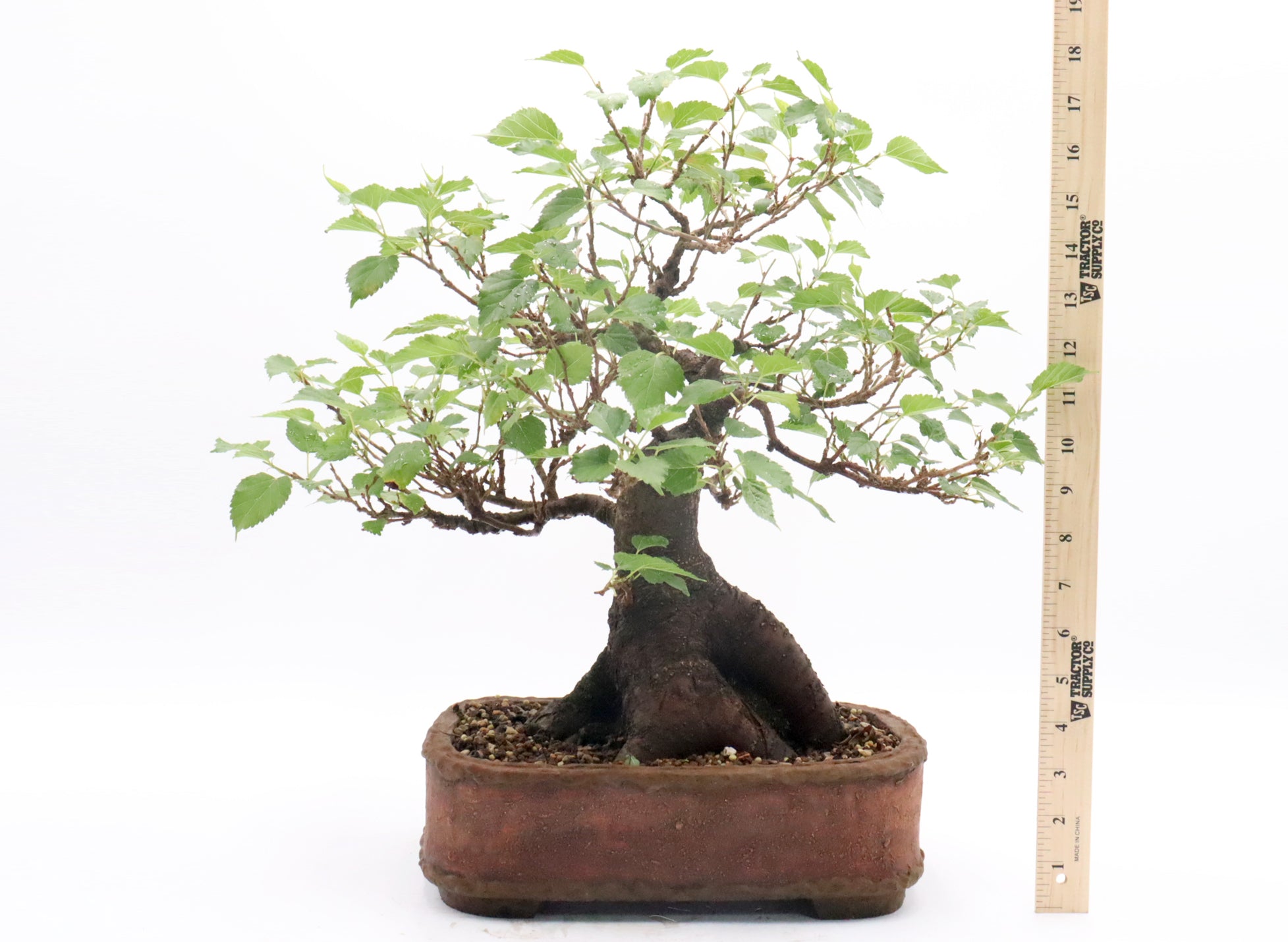 Dwarf Mulberry Bonsai in a Randy Hoshaw Pot