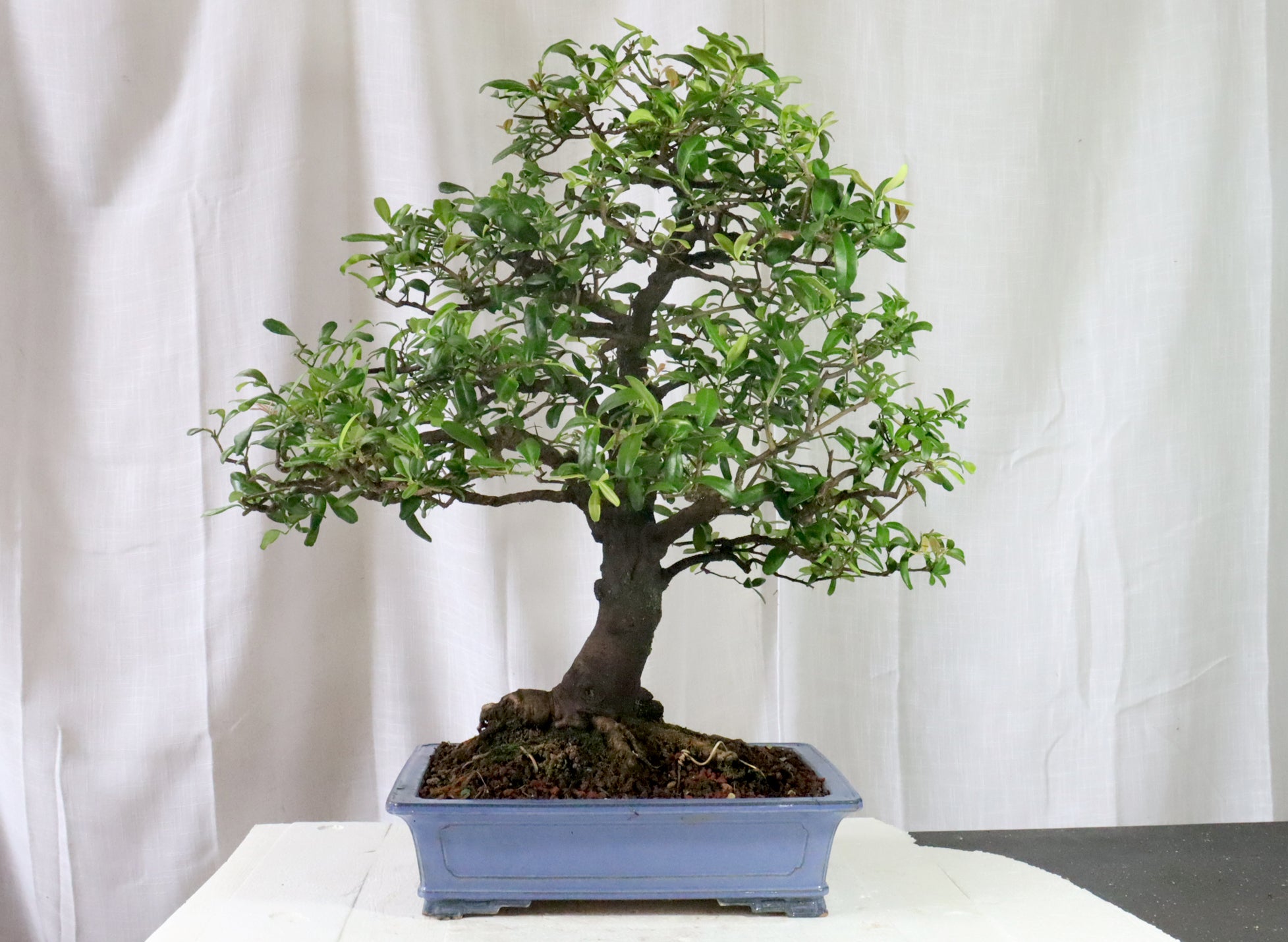 Boxthorn (Severina buxifolia) Specimen