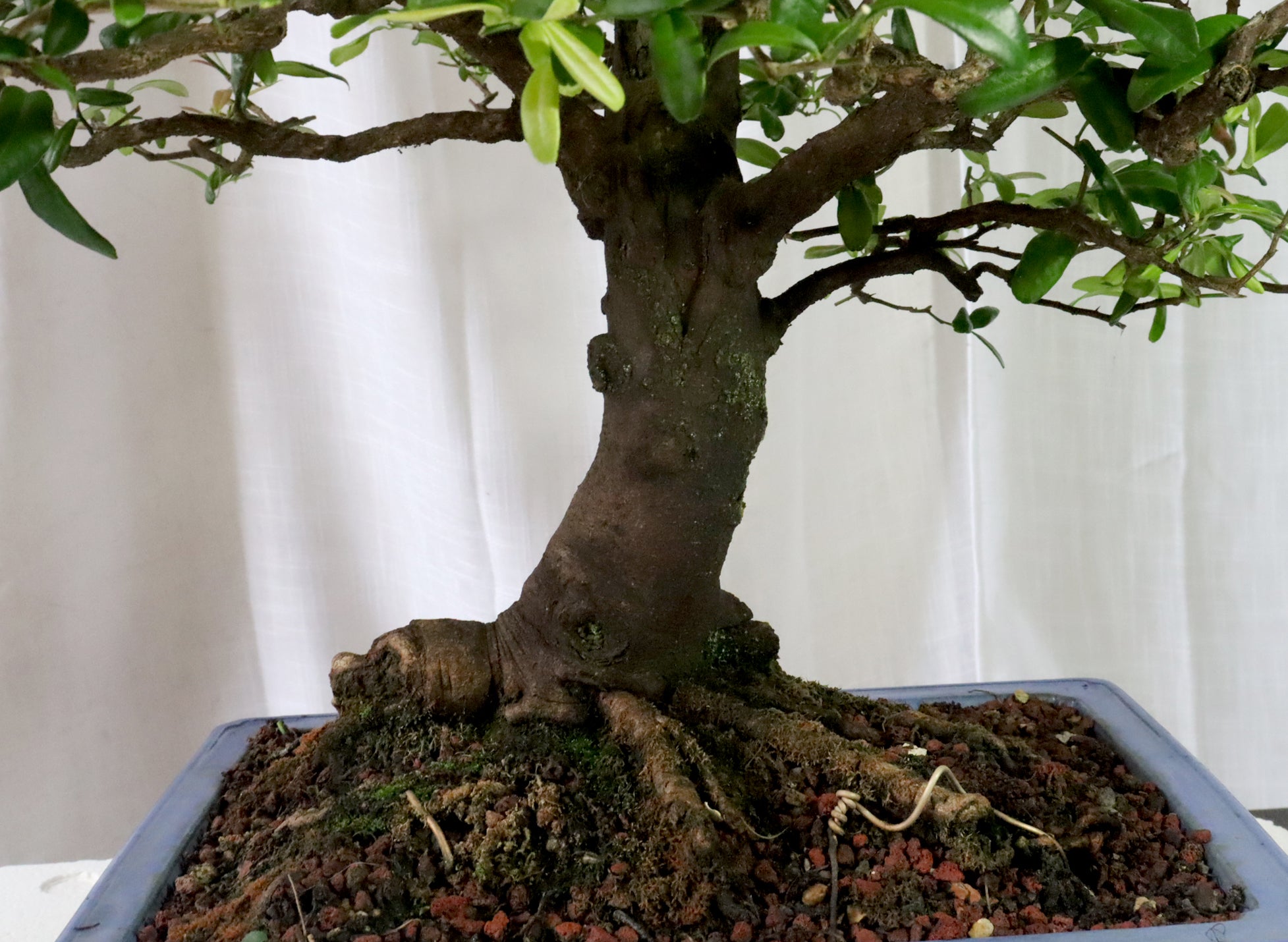 Boxthorn (Severina buxifolia) Specimen
